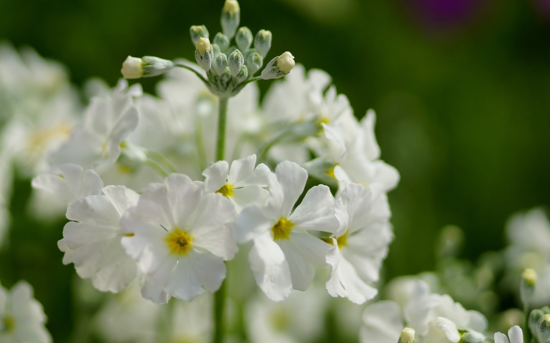 Белые нежные цветы примула крупным планом