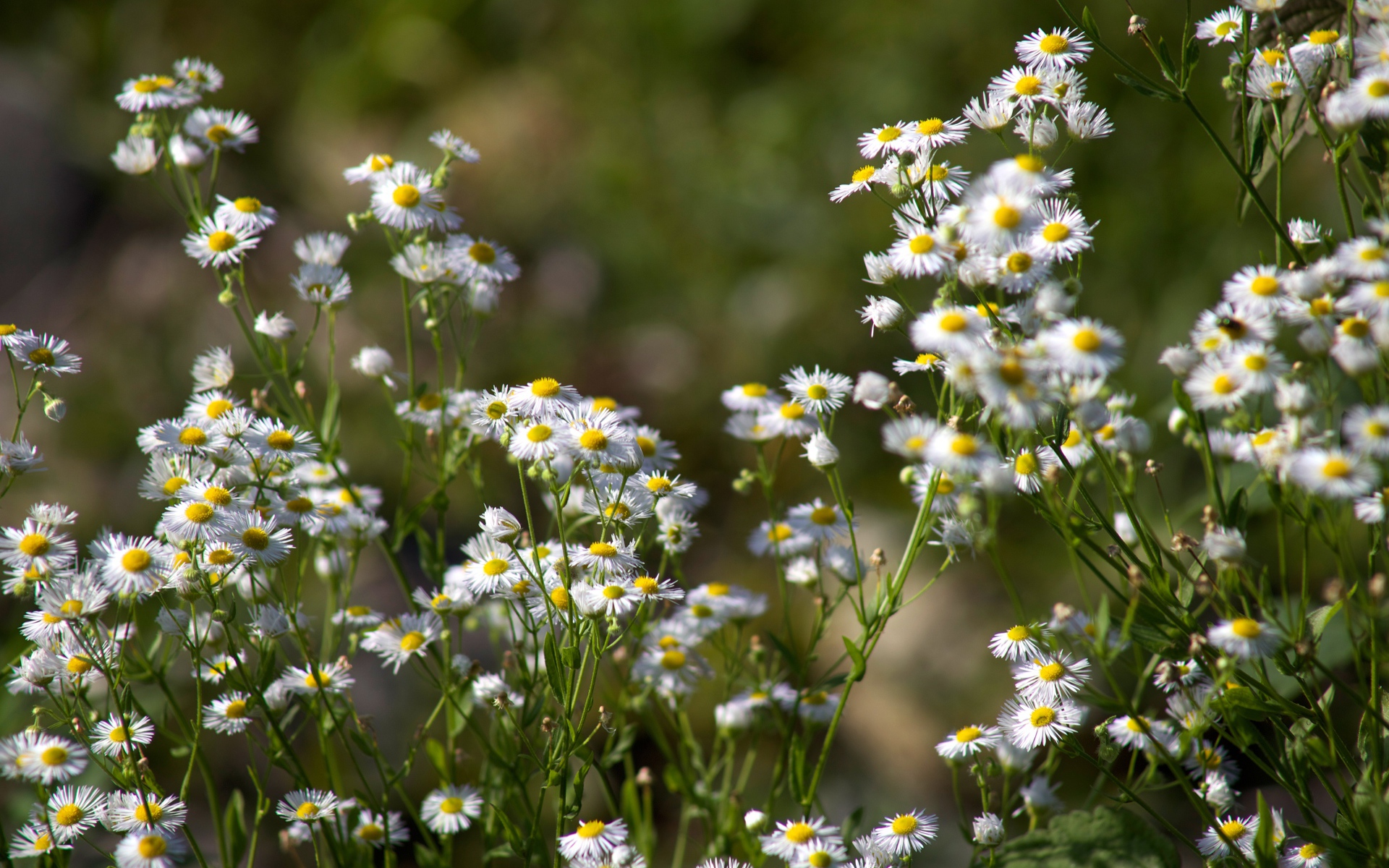 Белые мелкие ромашки крупным планом