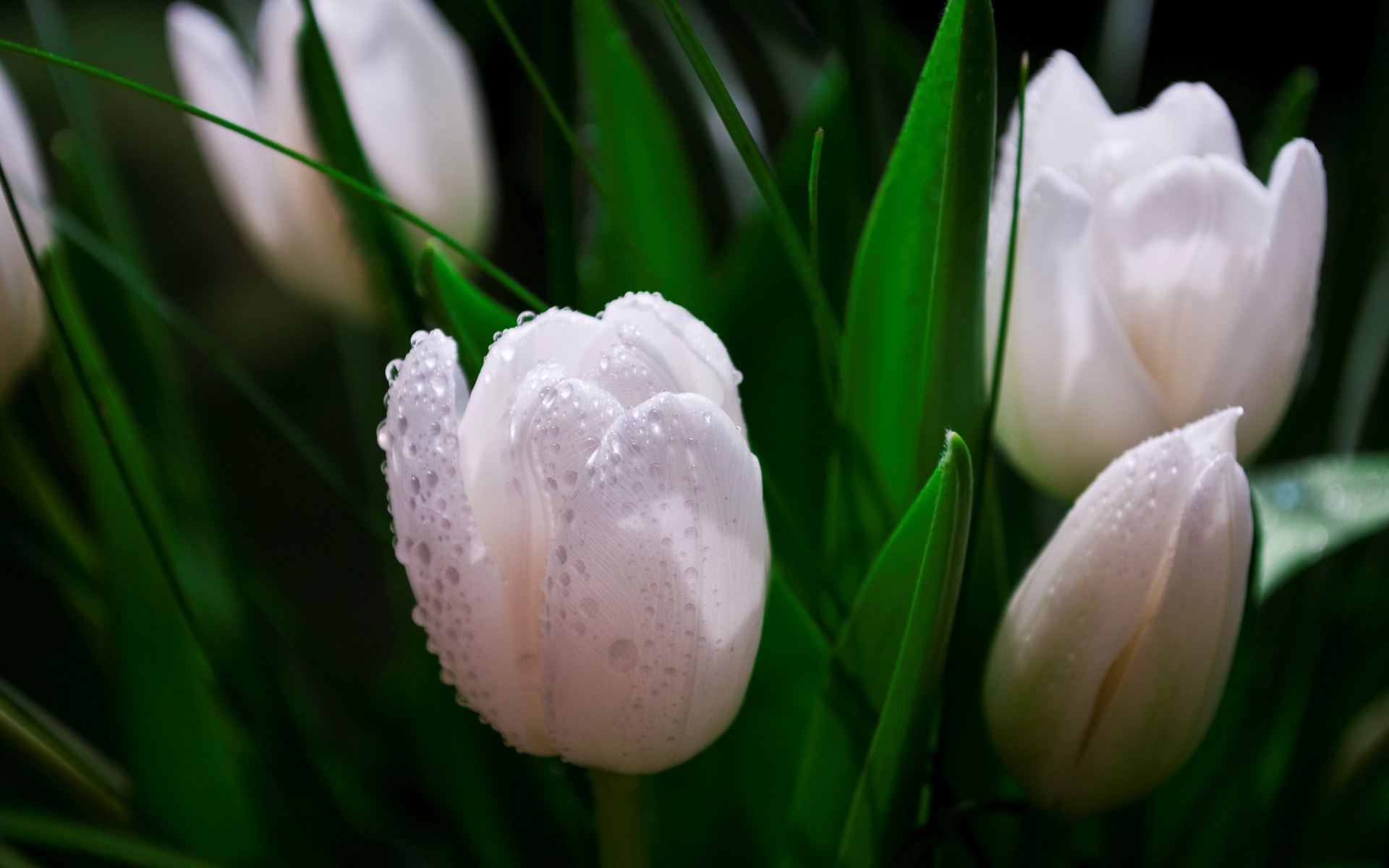 Белые тюльпаны в каплях розы 