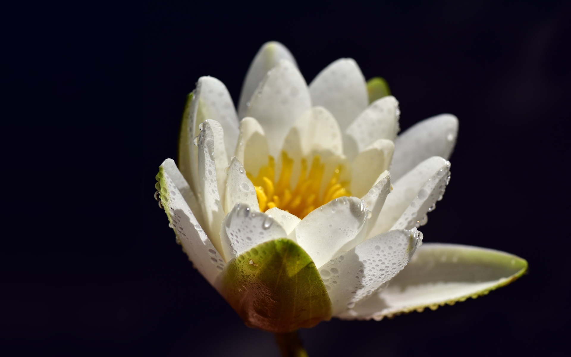 Белая водяная лилия в каплях воды на синем фоне