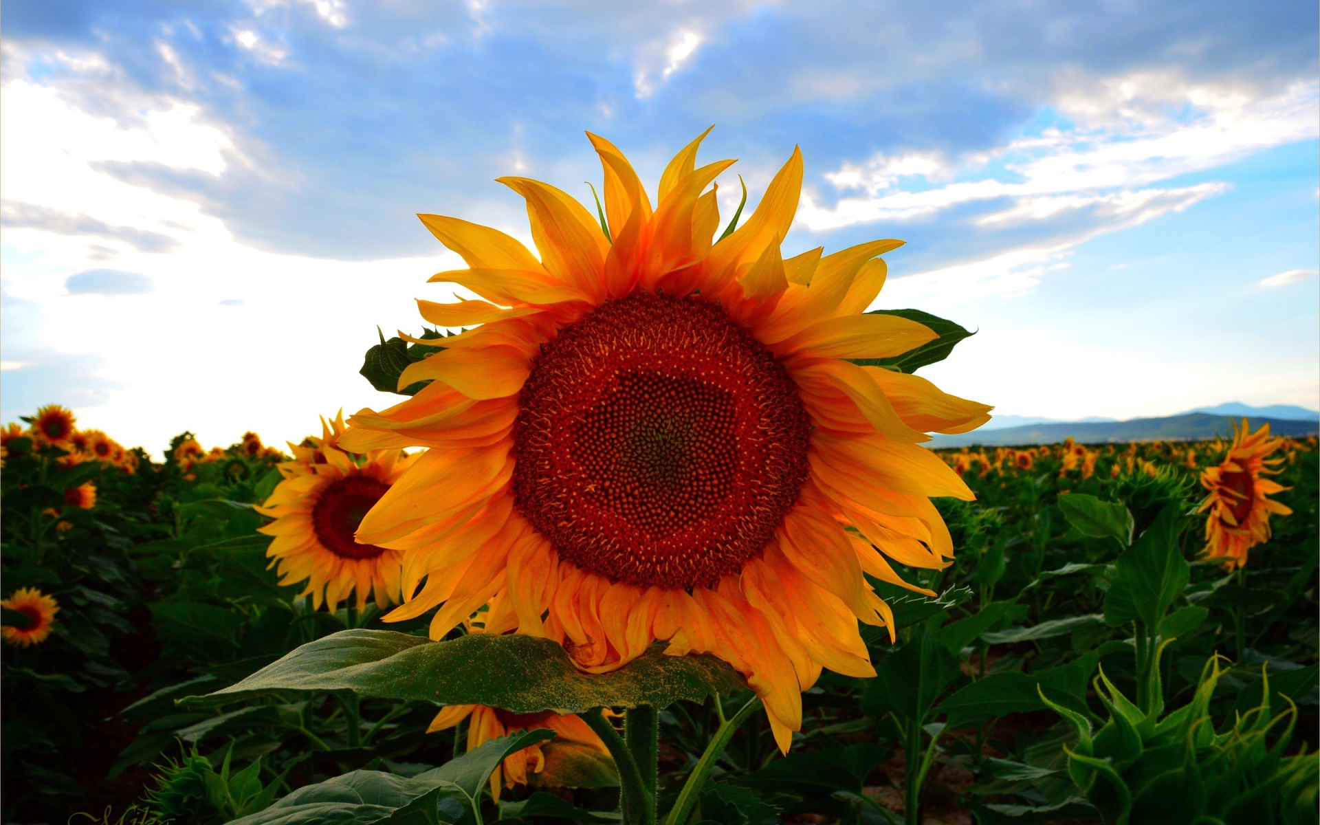 Желтый цветущий подсолнух под голубым небом летом