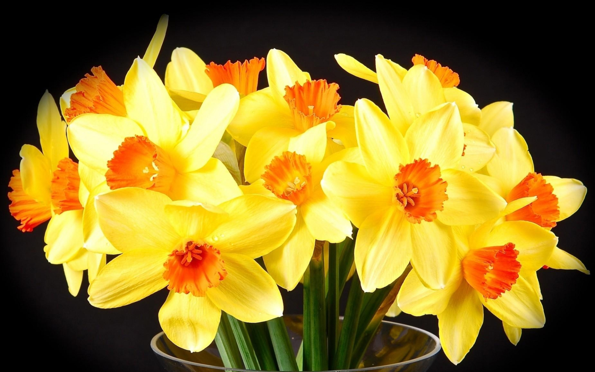 Желтые нарциссы в вазе на черном фоне