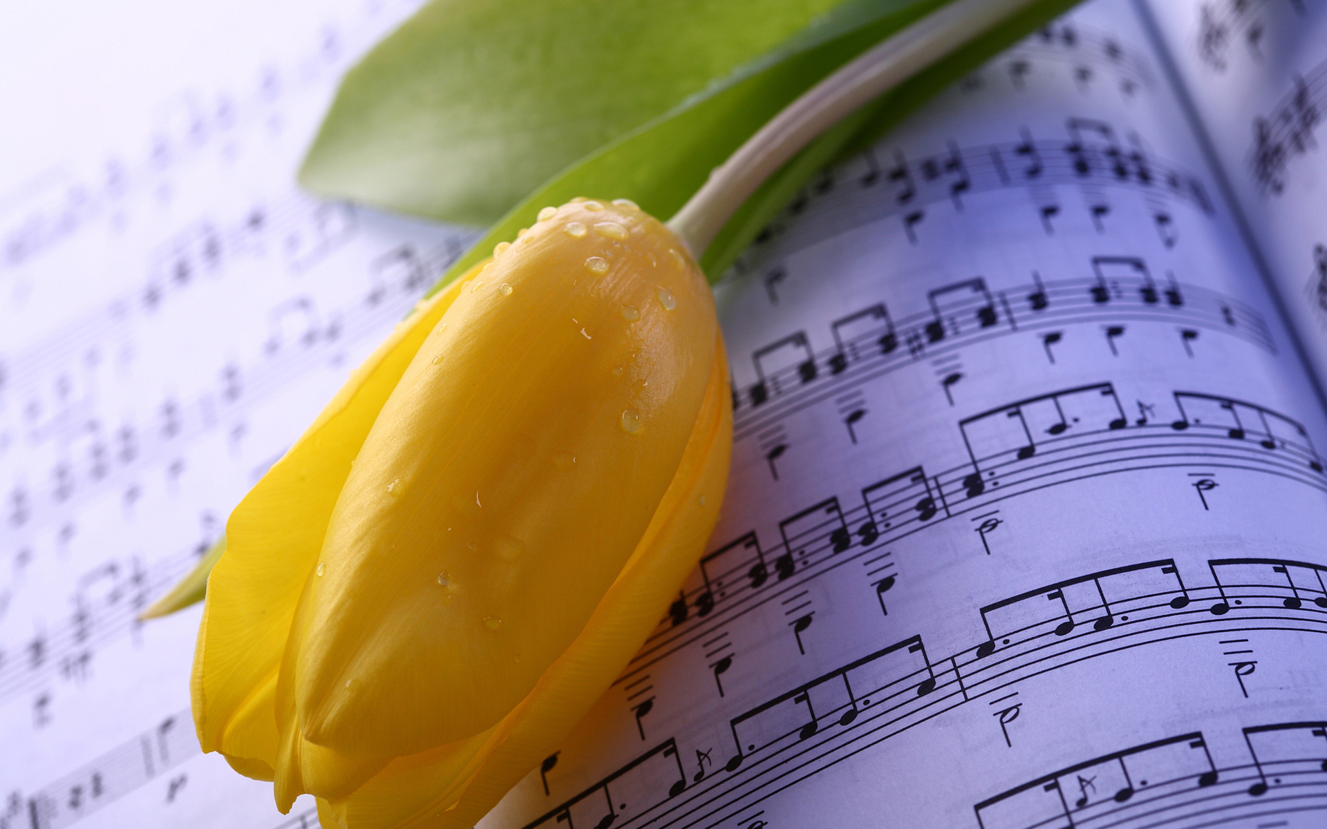 Желтый тюльпан лежит на нотах