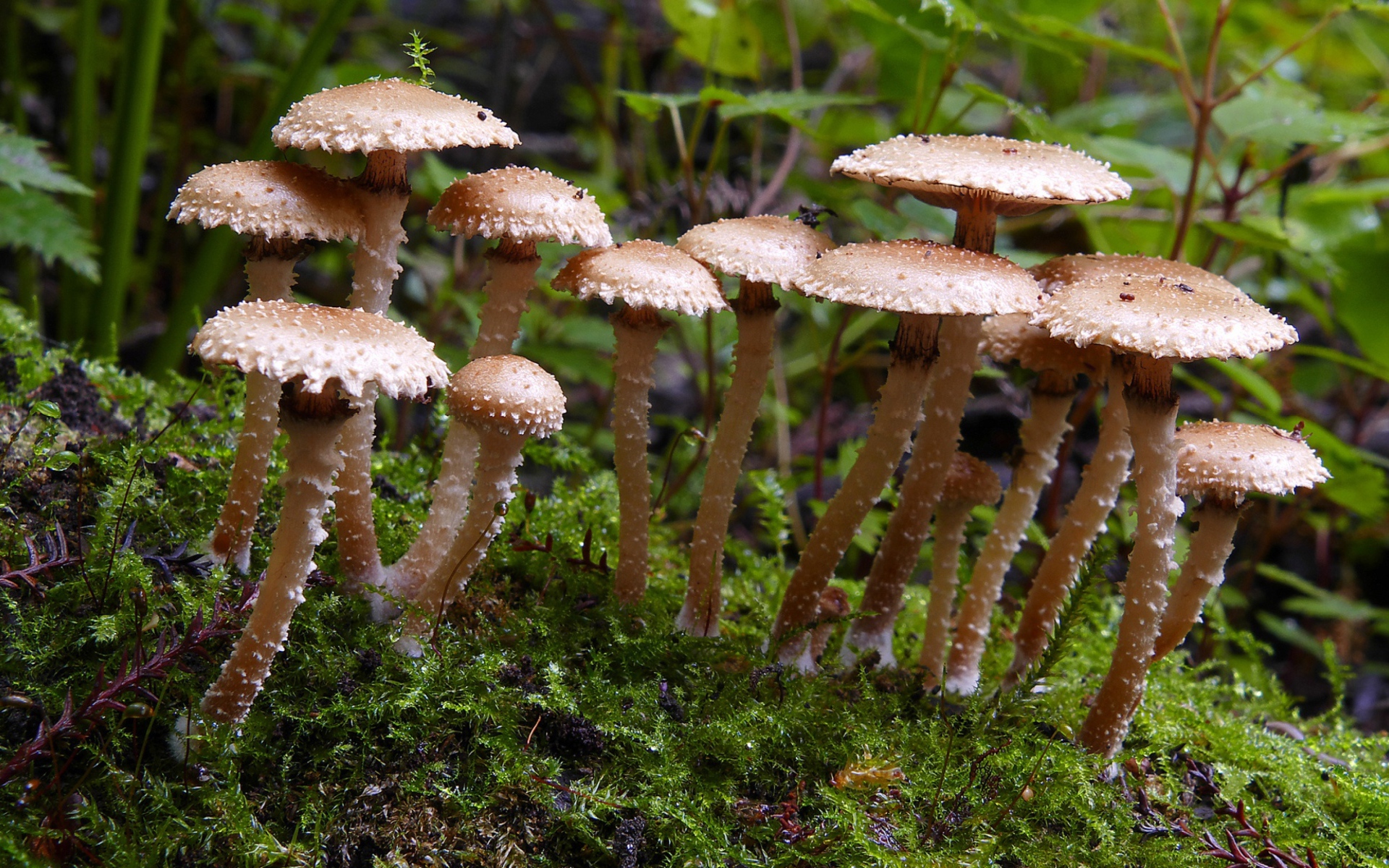 Много маленьких грибов в лесу