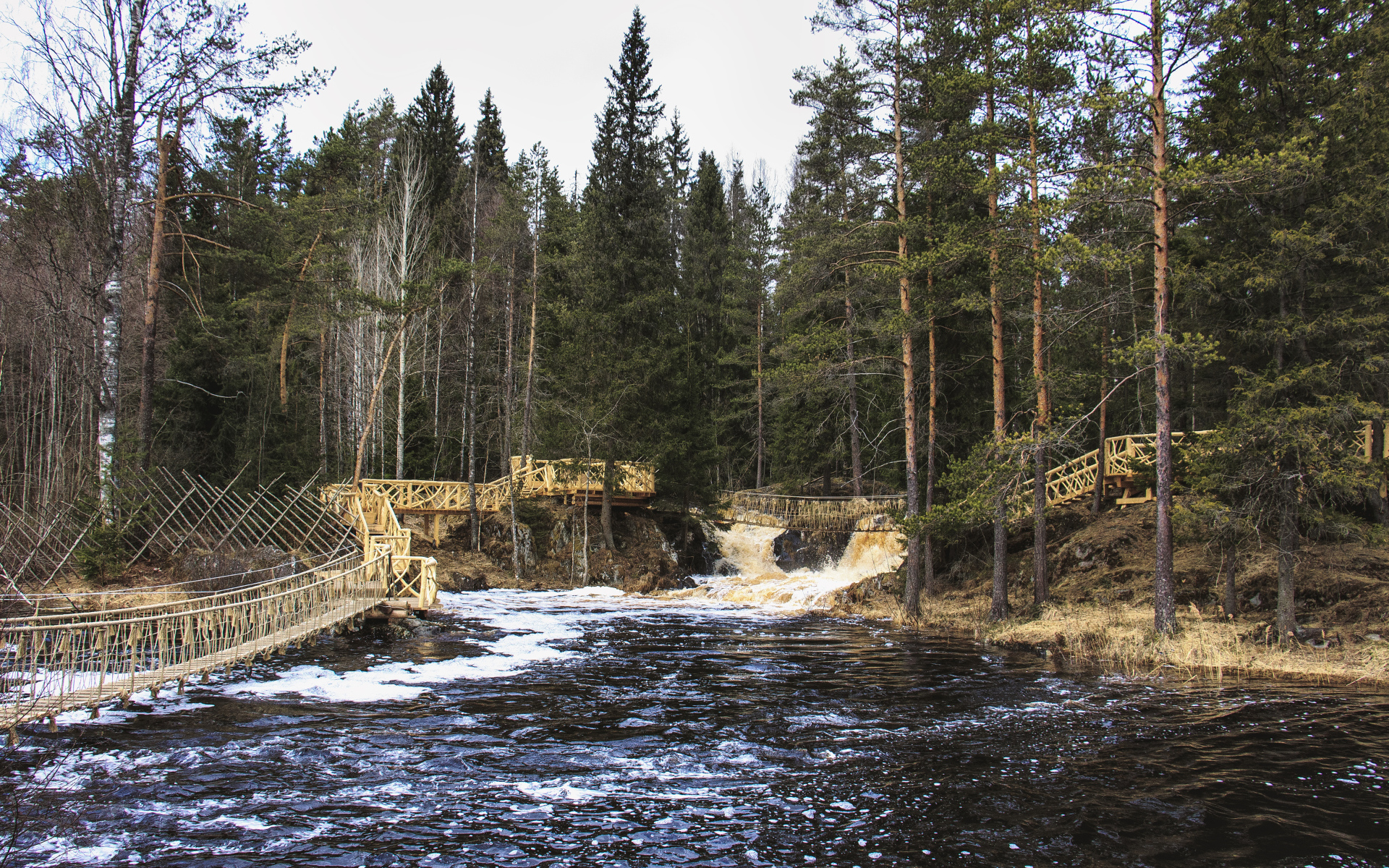 Быстрая река в хвойном лесу, Россия