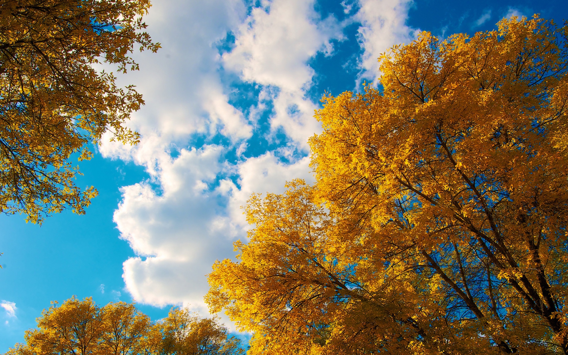 Покрытые желтыми листьями деревья на фоне голубого неба осенью