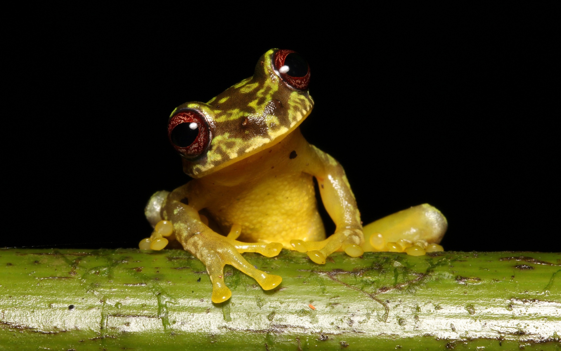 A funny frog is sitting on a green branch on a black background