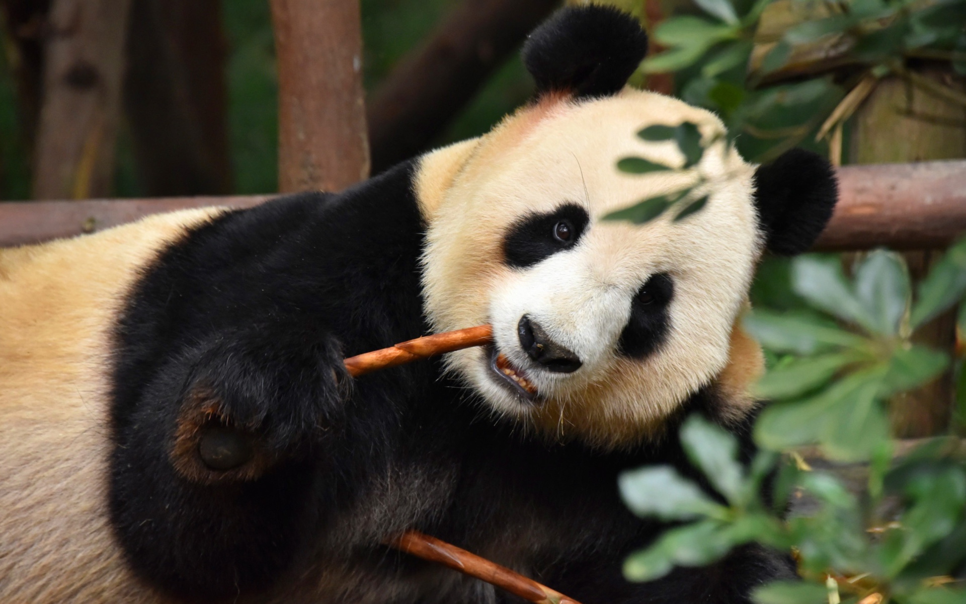 Большая панда в зоопарке грызет ветку
