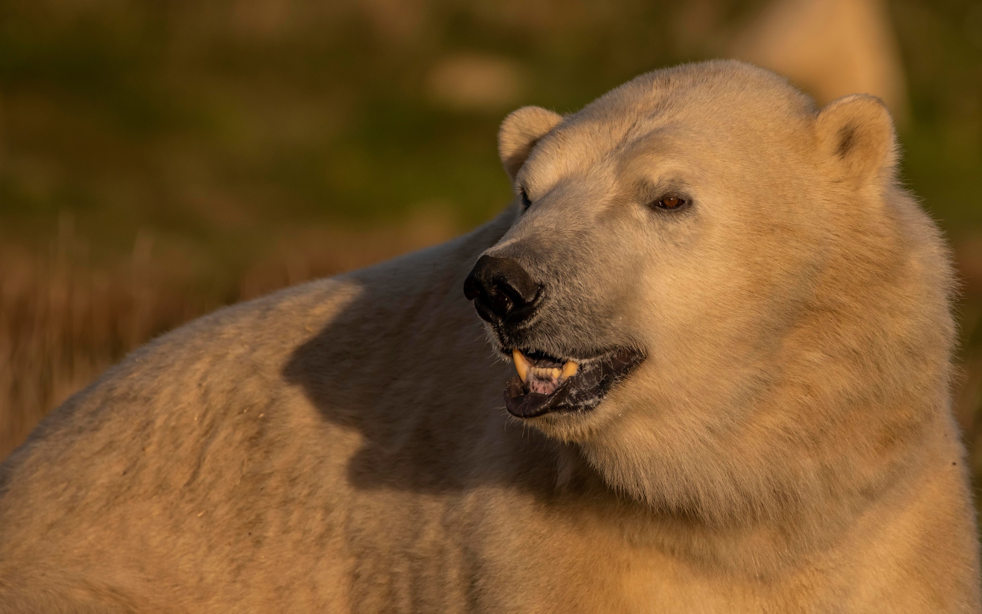 Большой белый медведь с острыми клыками