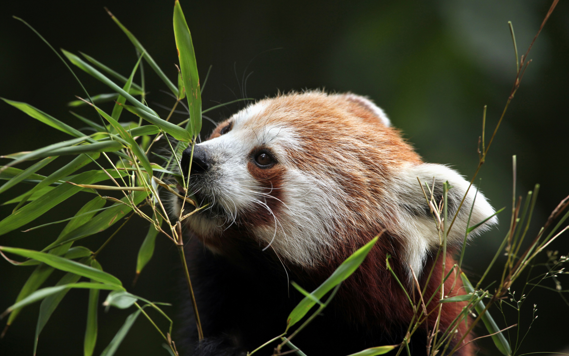 Small panda gnaws the branches of bamboo