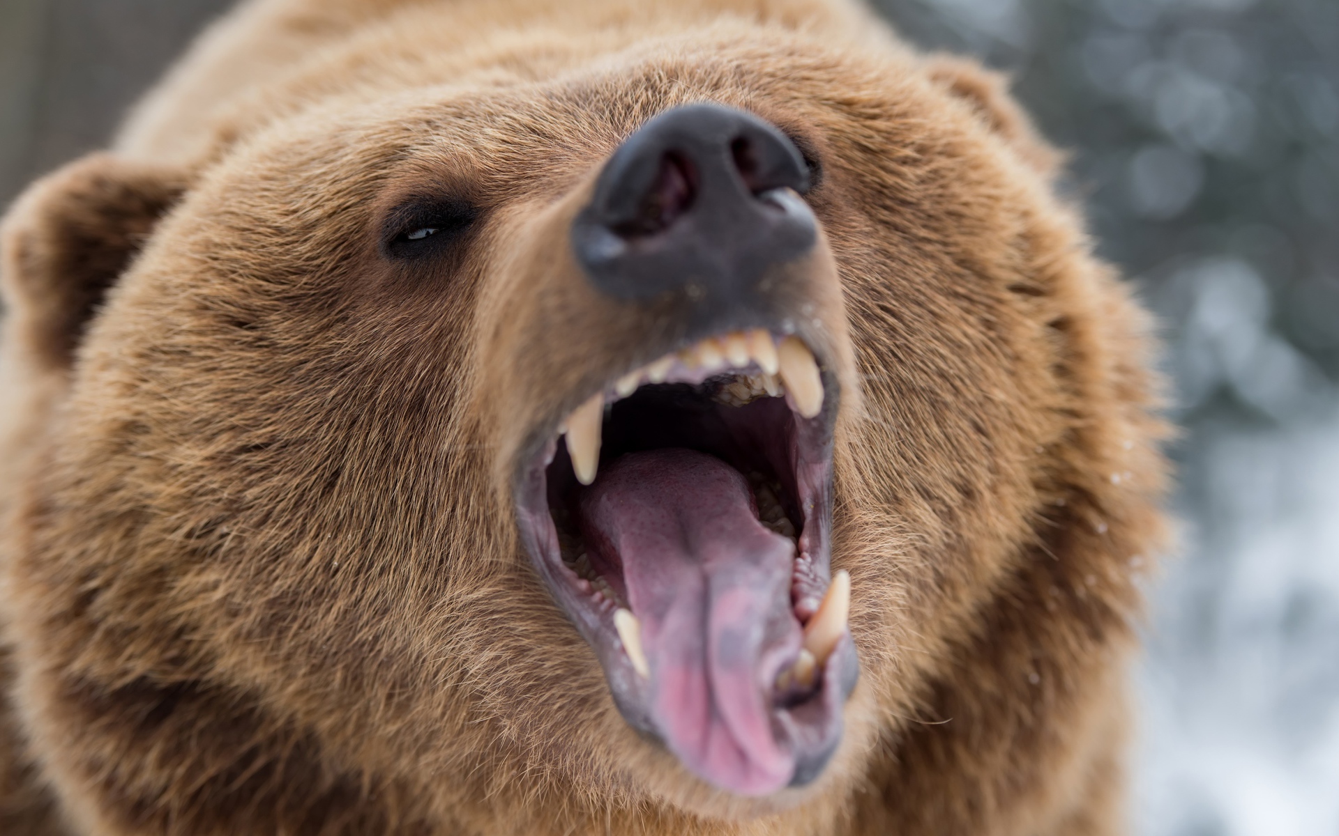 Грозный оскал бурого медведя 
