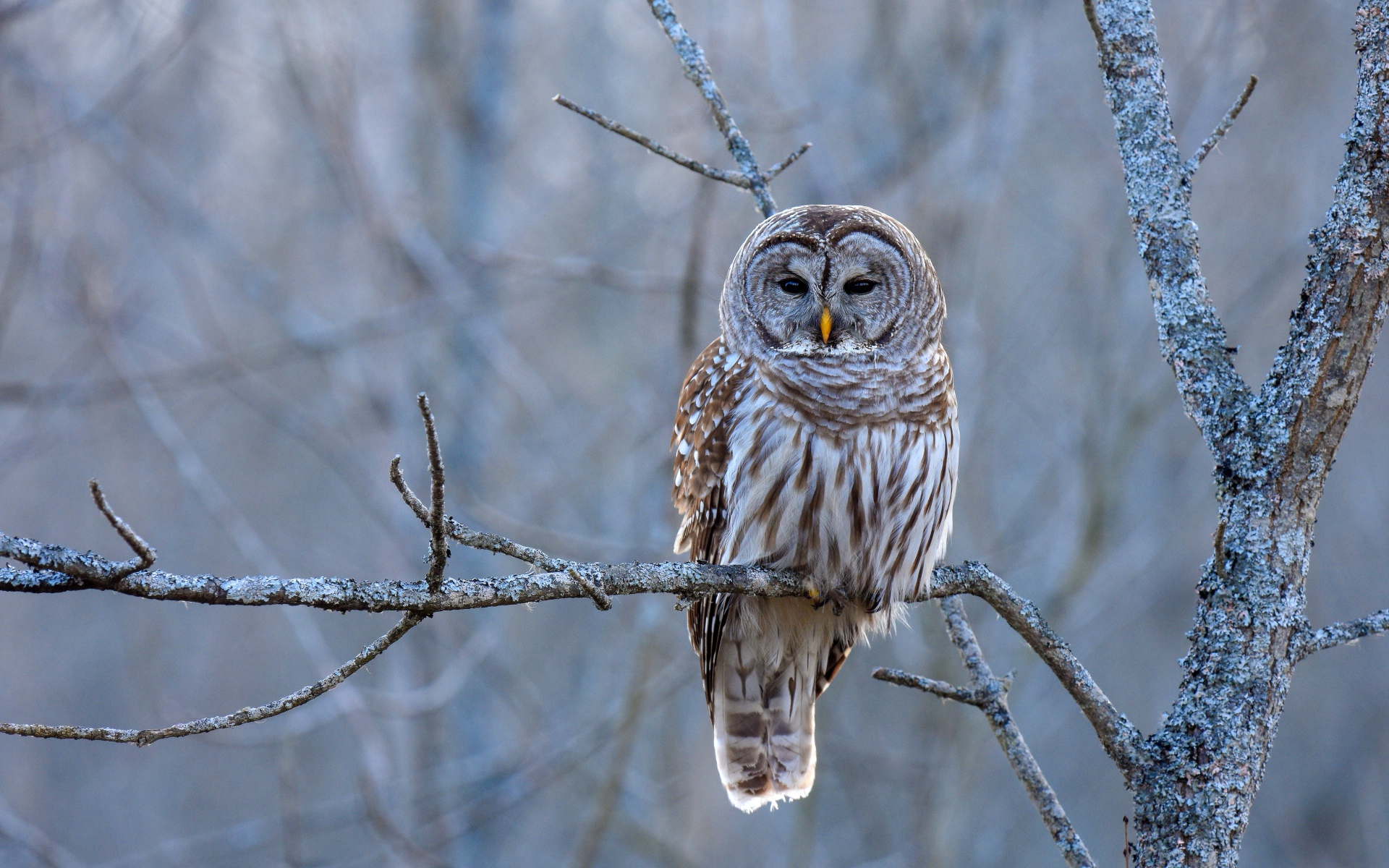 Большая коричневая сова сидит на ветке