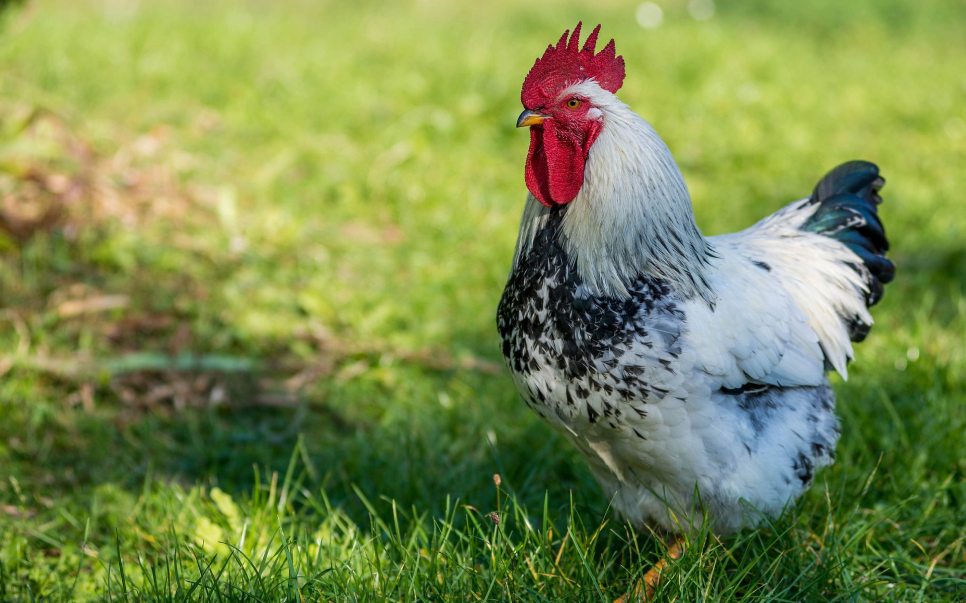 Красивый петух на зеленой траве