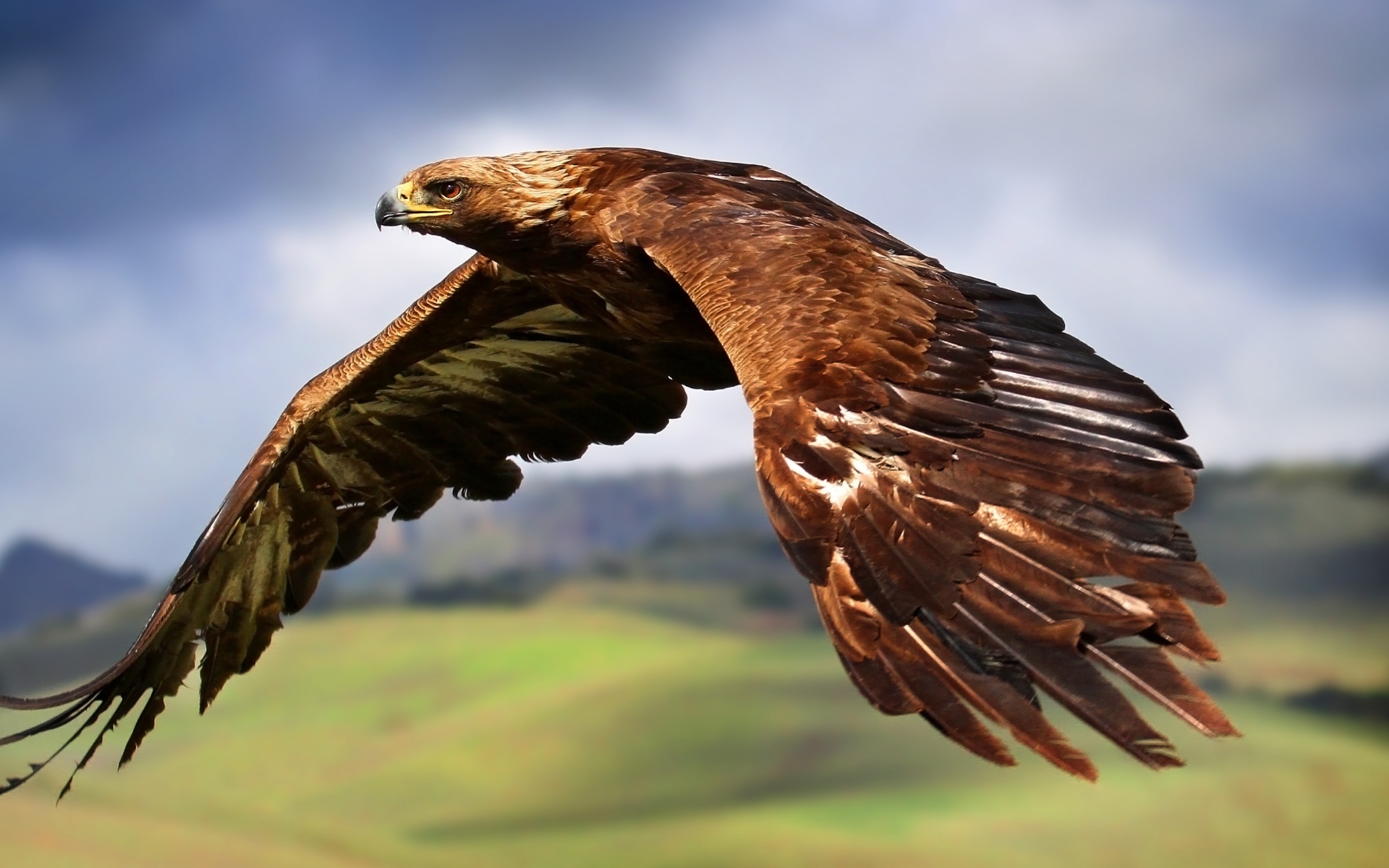 Большой коричневый орел летит в небе 