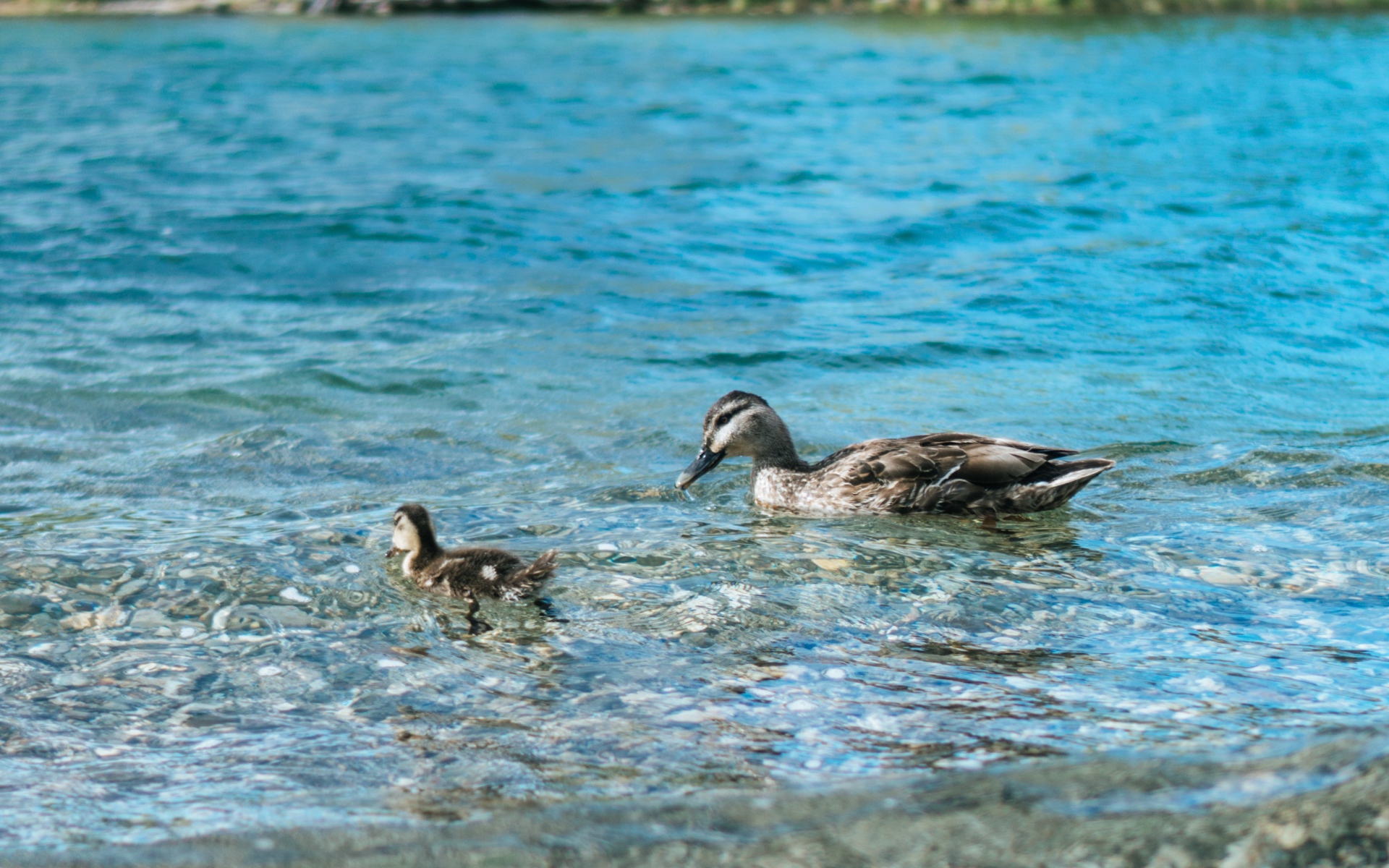 Утка с маленьким утенком в воде