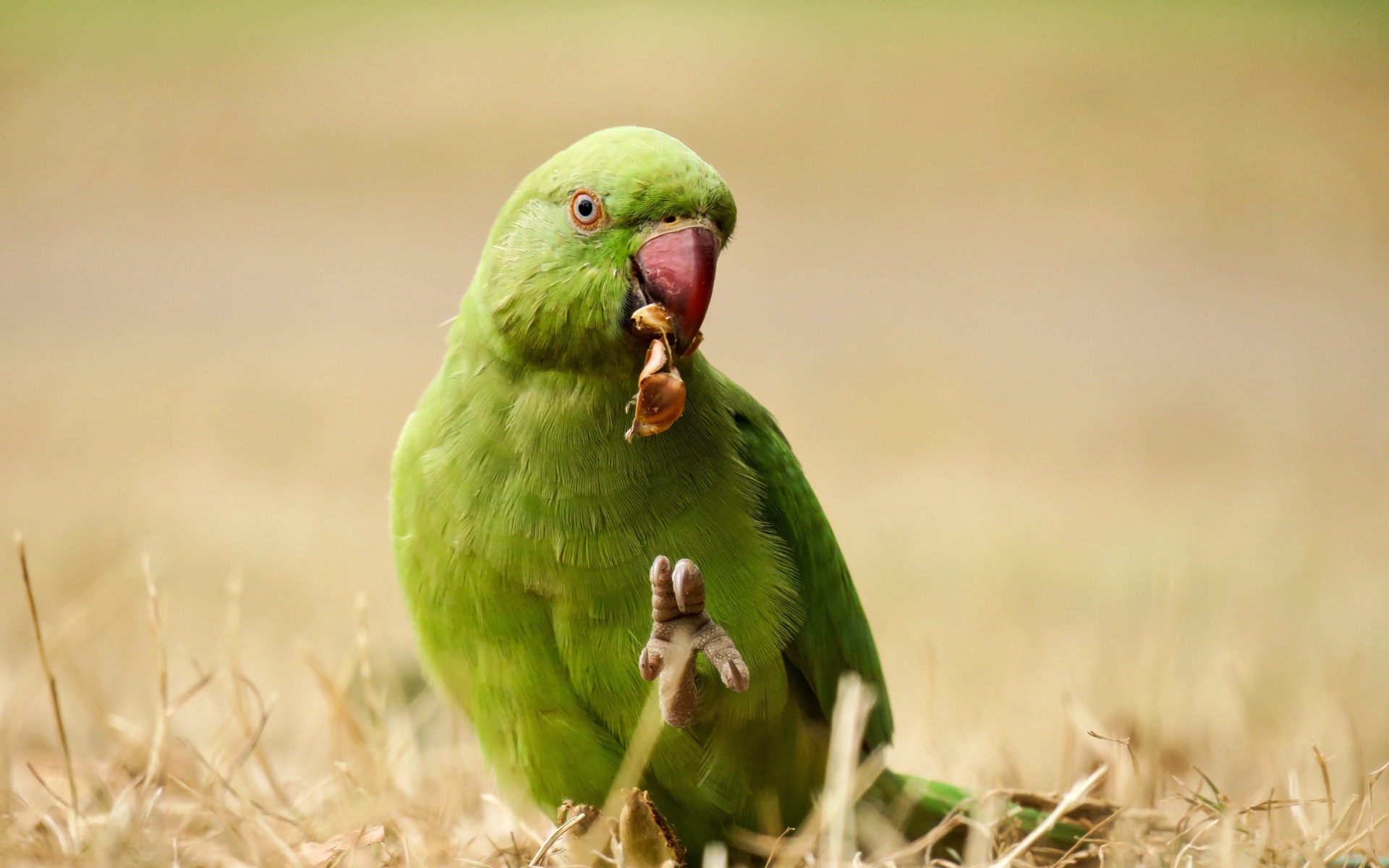 Зеленый попугай ест на траве