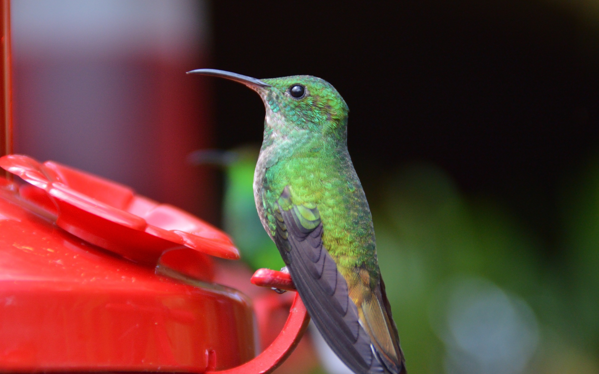 Little bird hummingbird to a watering hole