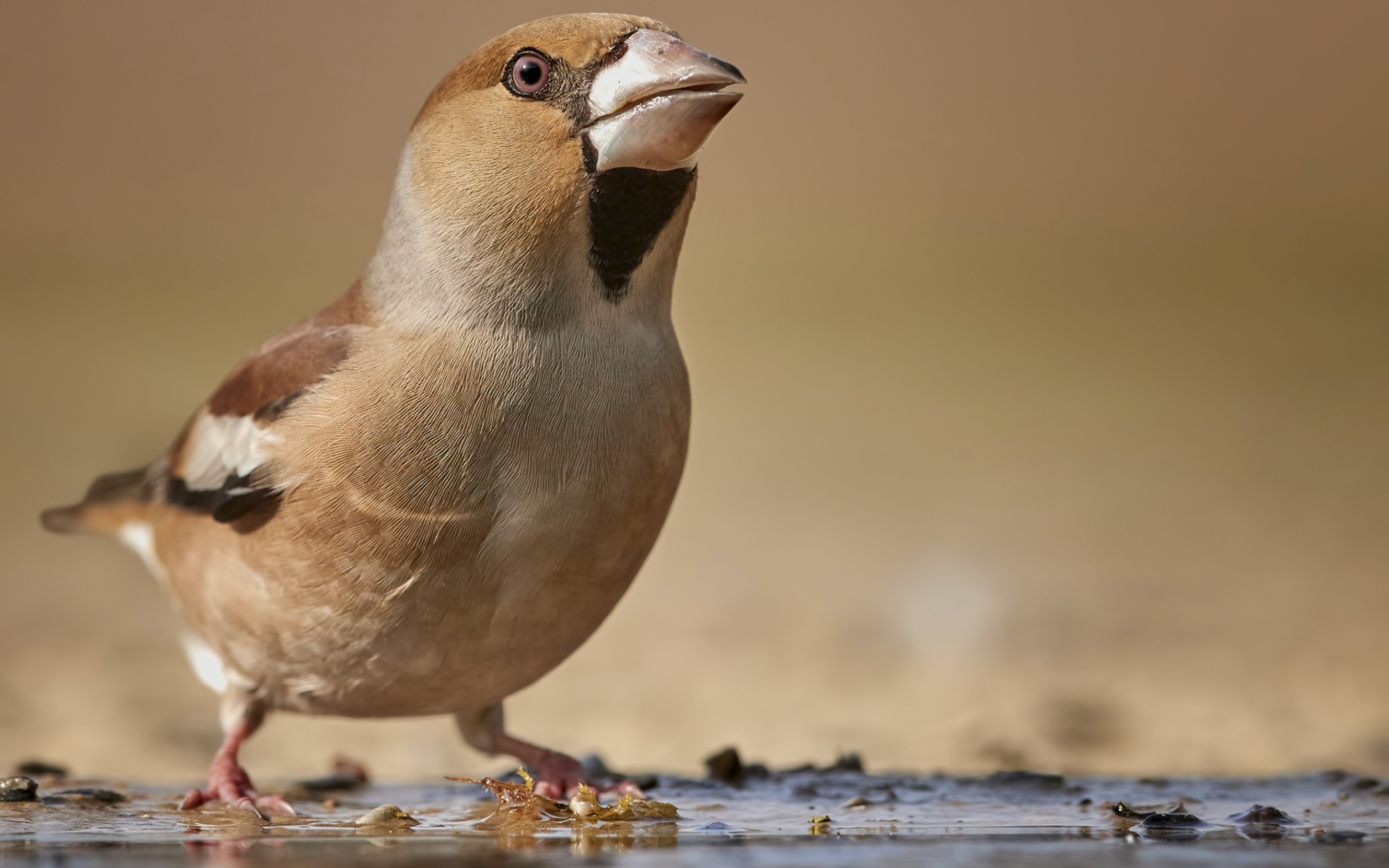 Маленькая коричневая птичка на мокрой земле