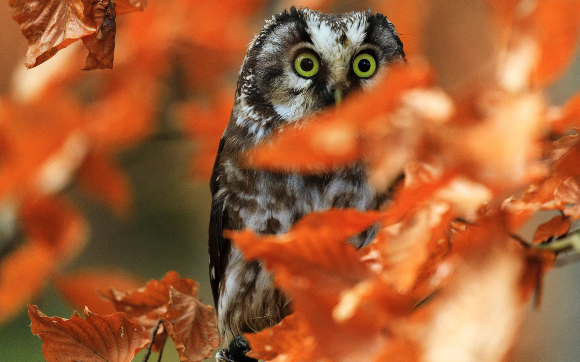 Owl sits on a branch with dry autumn leaves