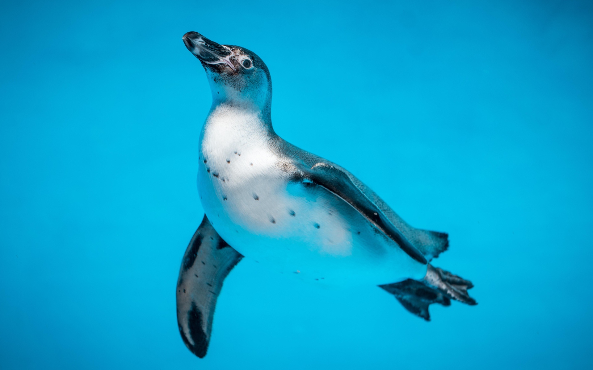 Пингвин в голубой воде крупным планом