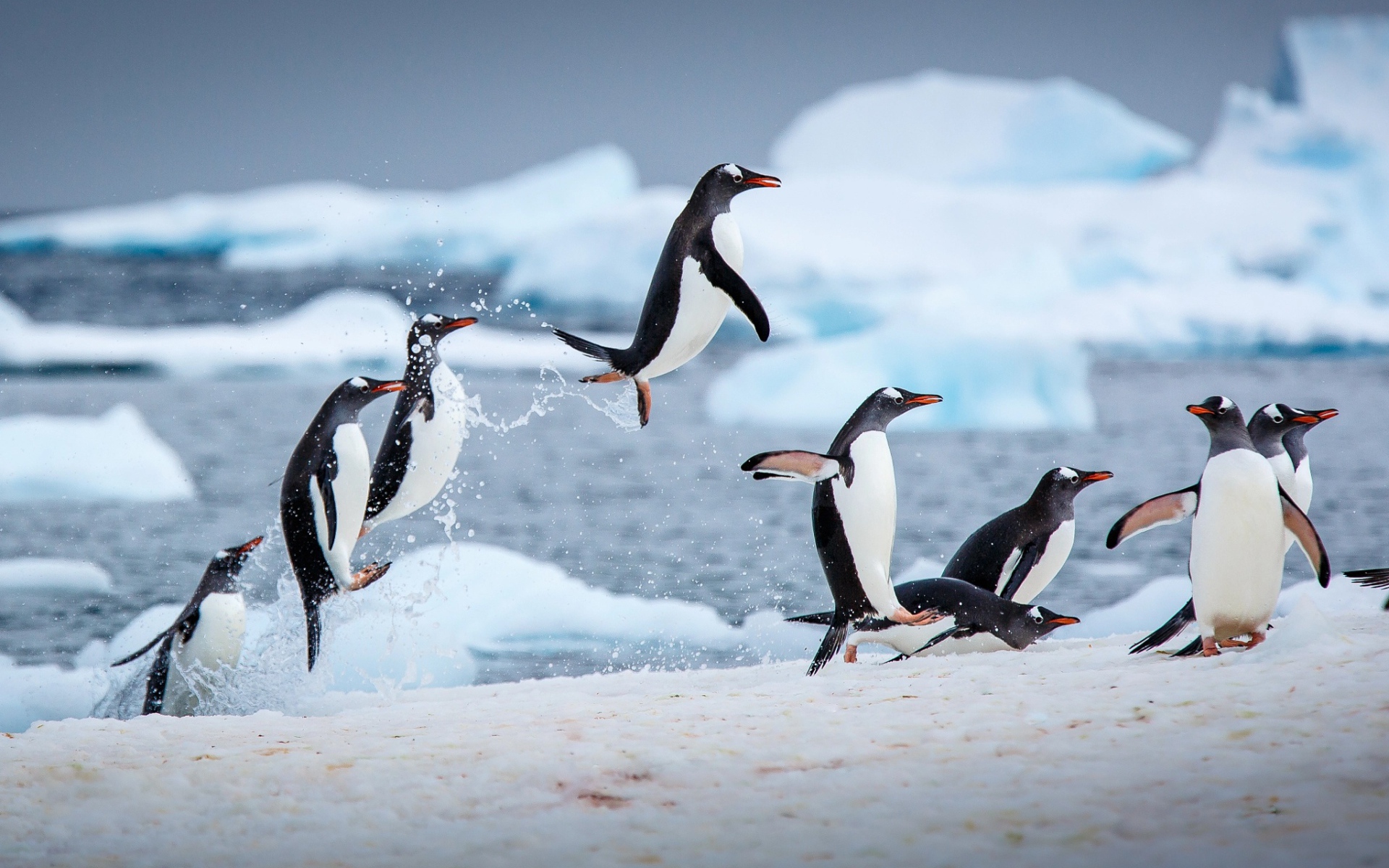 Пингвины выпрыгивают из воды на снег 