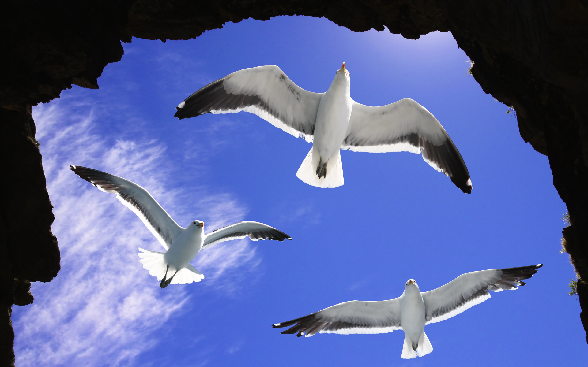 Три белые чайки в голубом небе