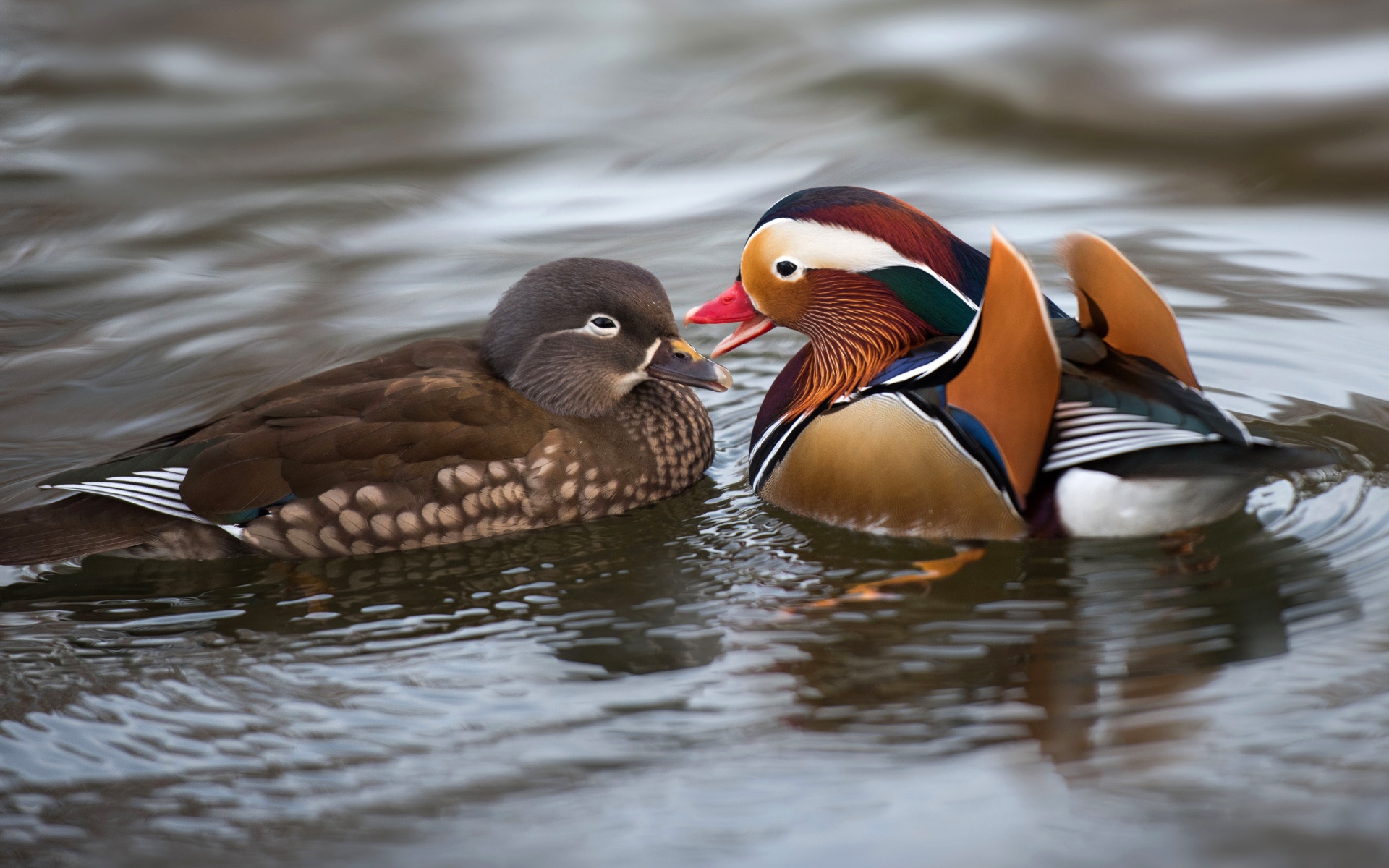 Две уточки мандаринки в воде 