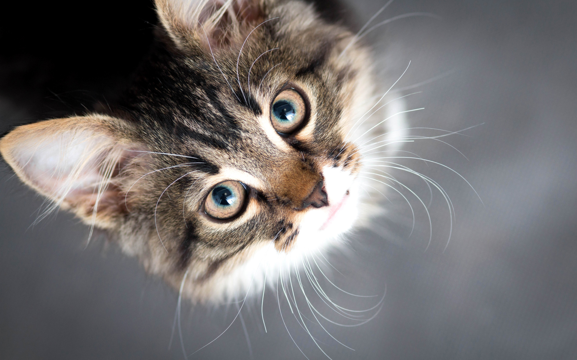 Красивый серый кот смотрит вверх 