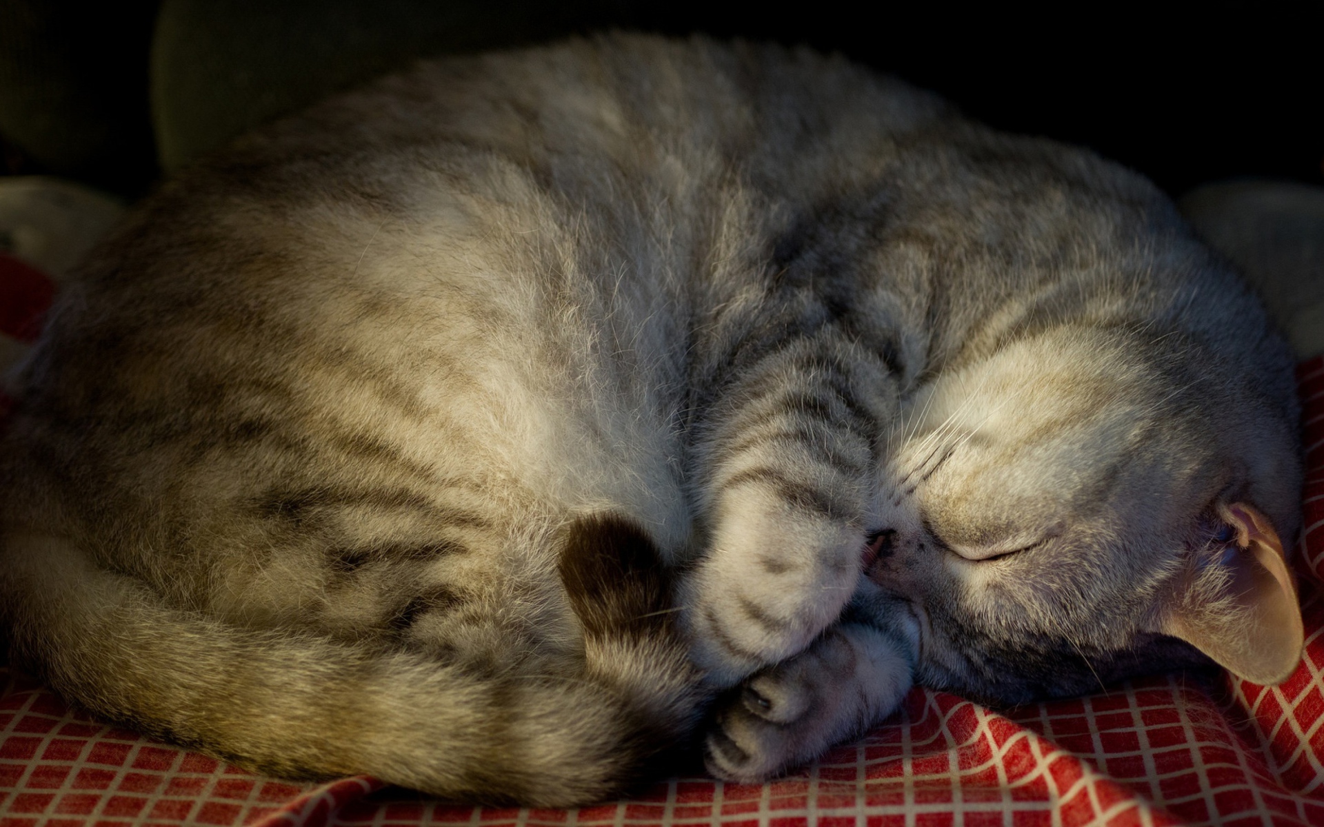 Красивый породистый серый кот спит на покрывале