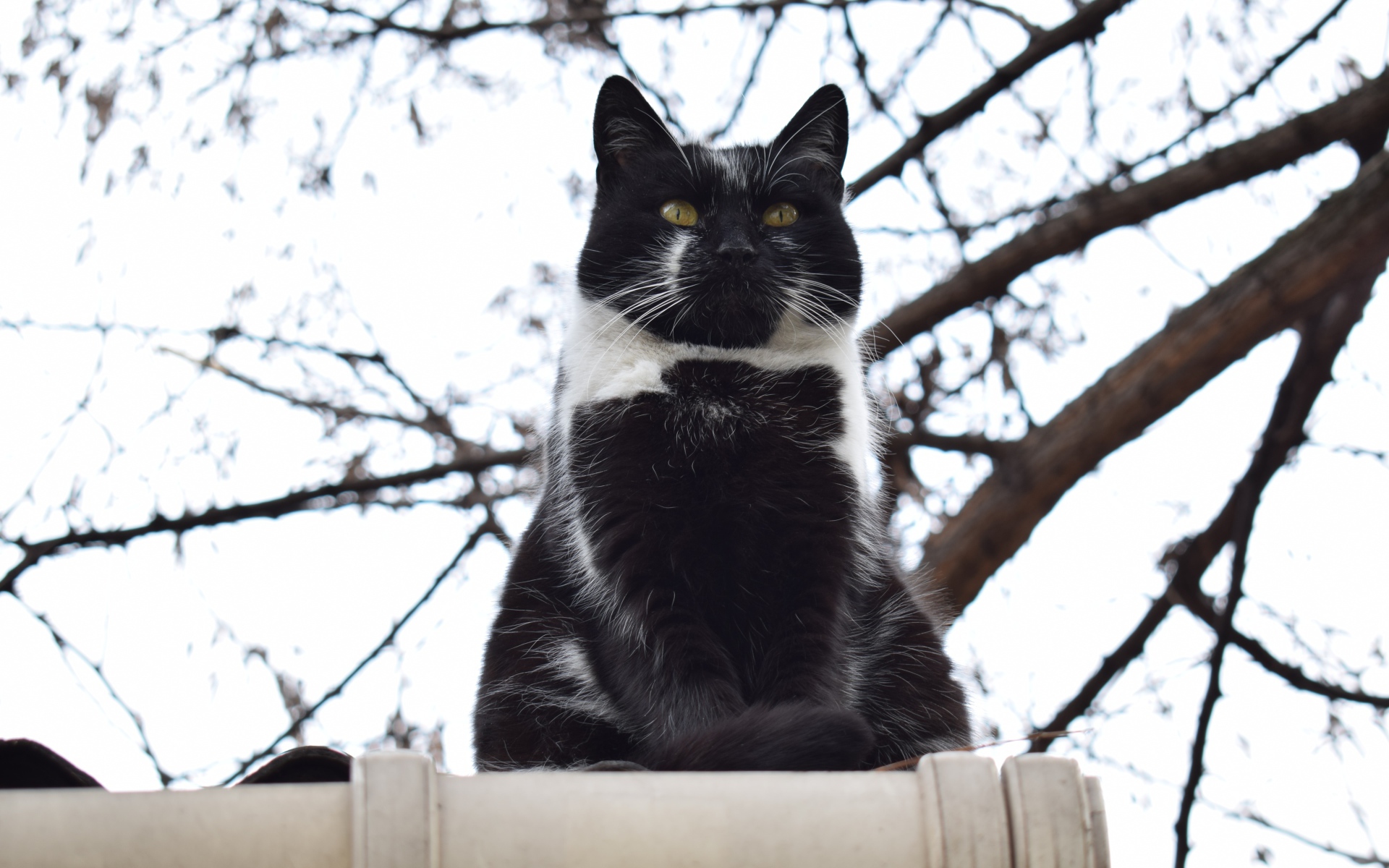 Большой черно-белый кот сидит на заборе 