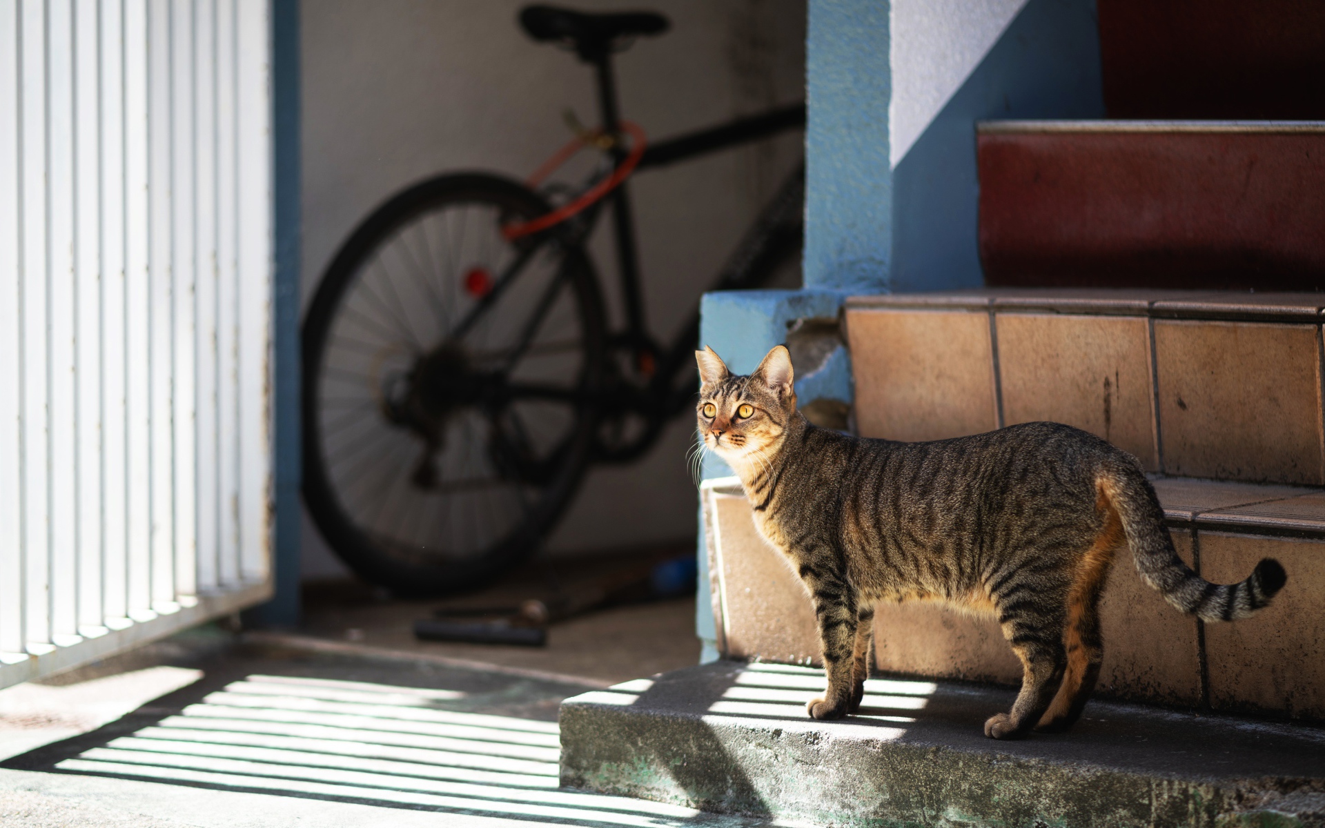 Любопытный серый кот стоит на ступеньках 