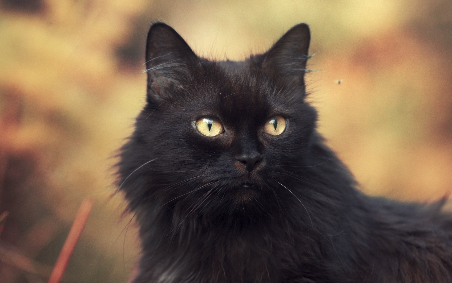 Пушистый красивый черный кот крупным планом