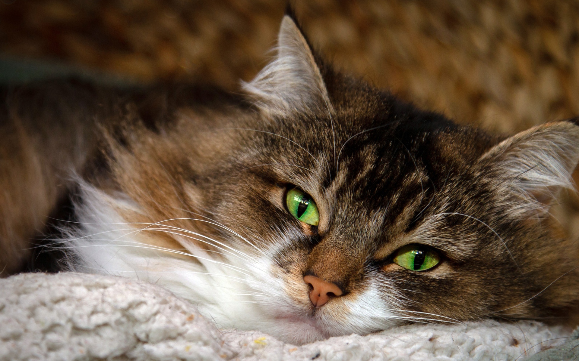 Пушистая серая кошка с красивыми зелеными глазами