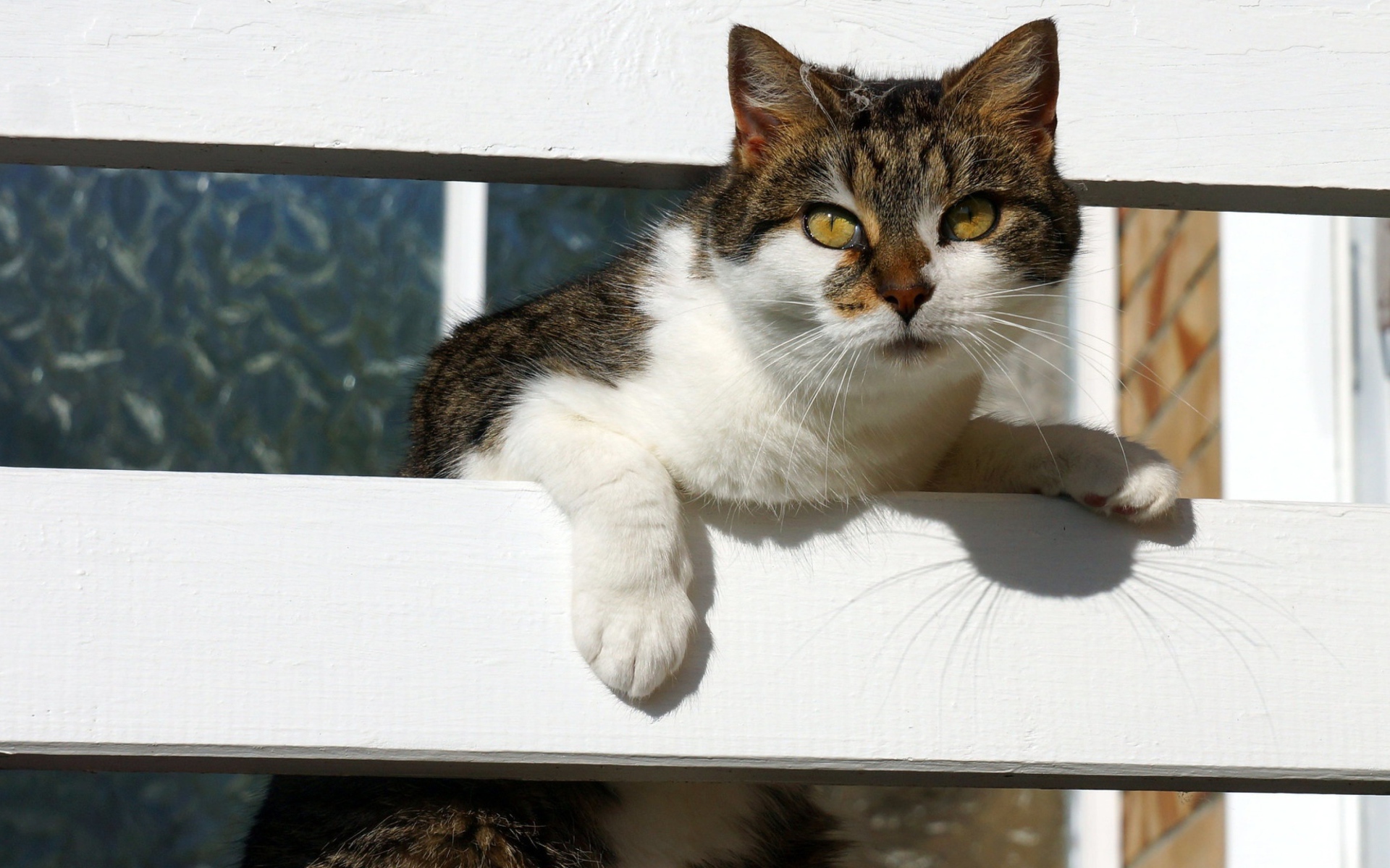 Серая с белым кошка у забора