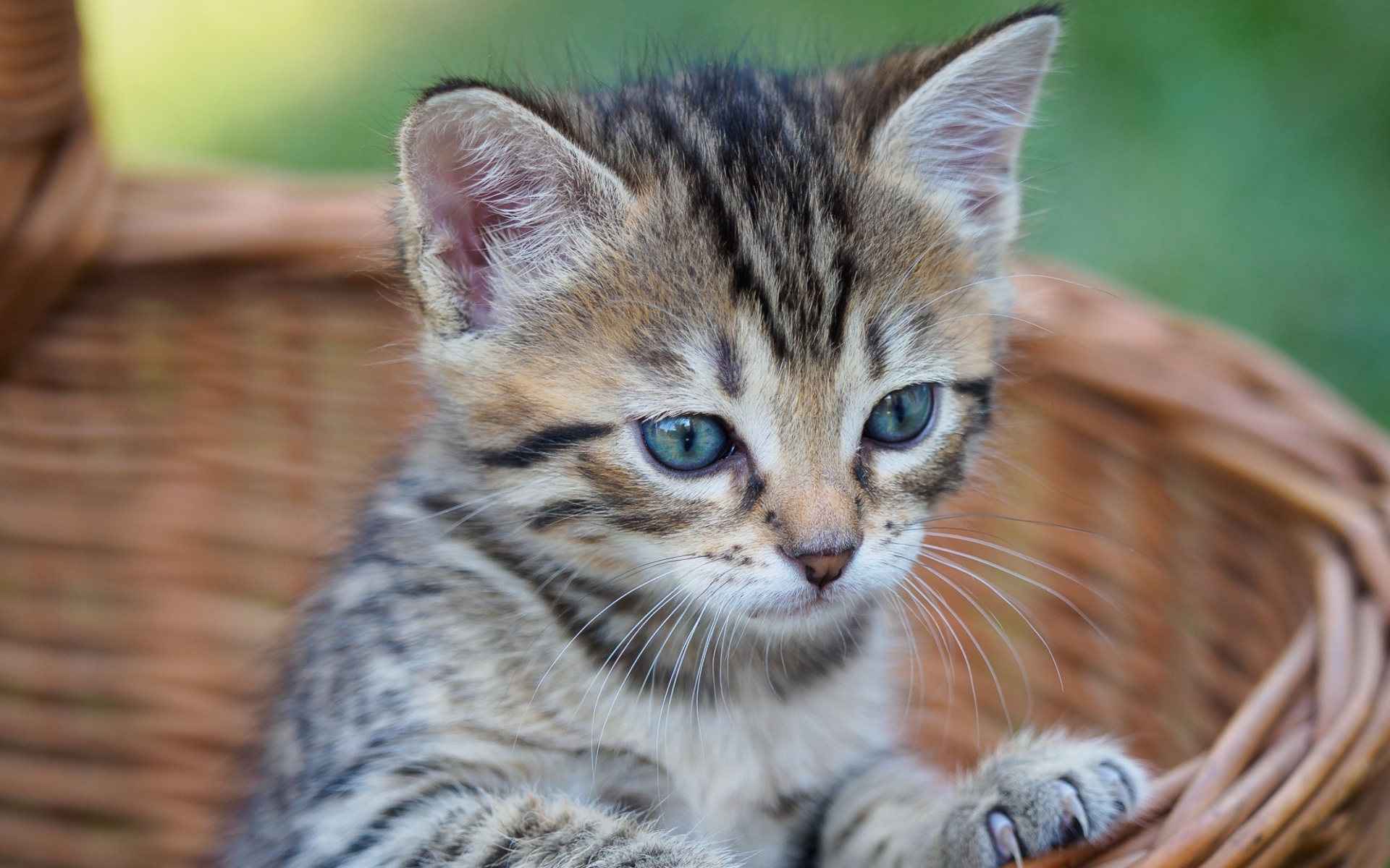 Серый голубоглазый котенок сидит в корзине