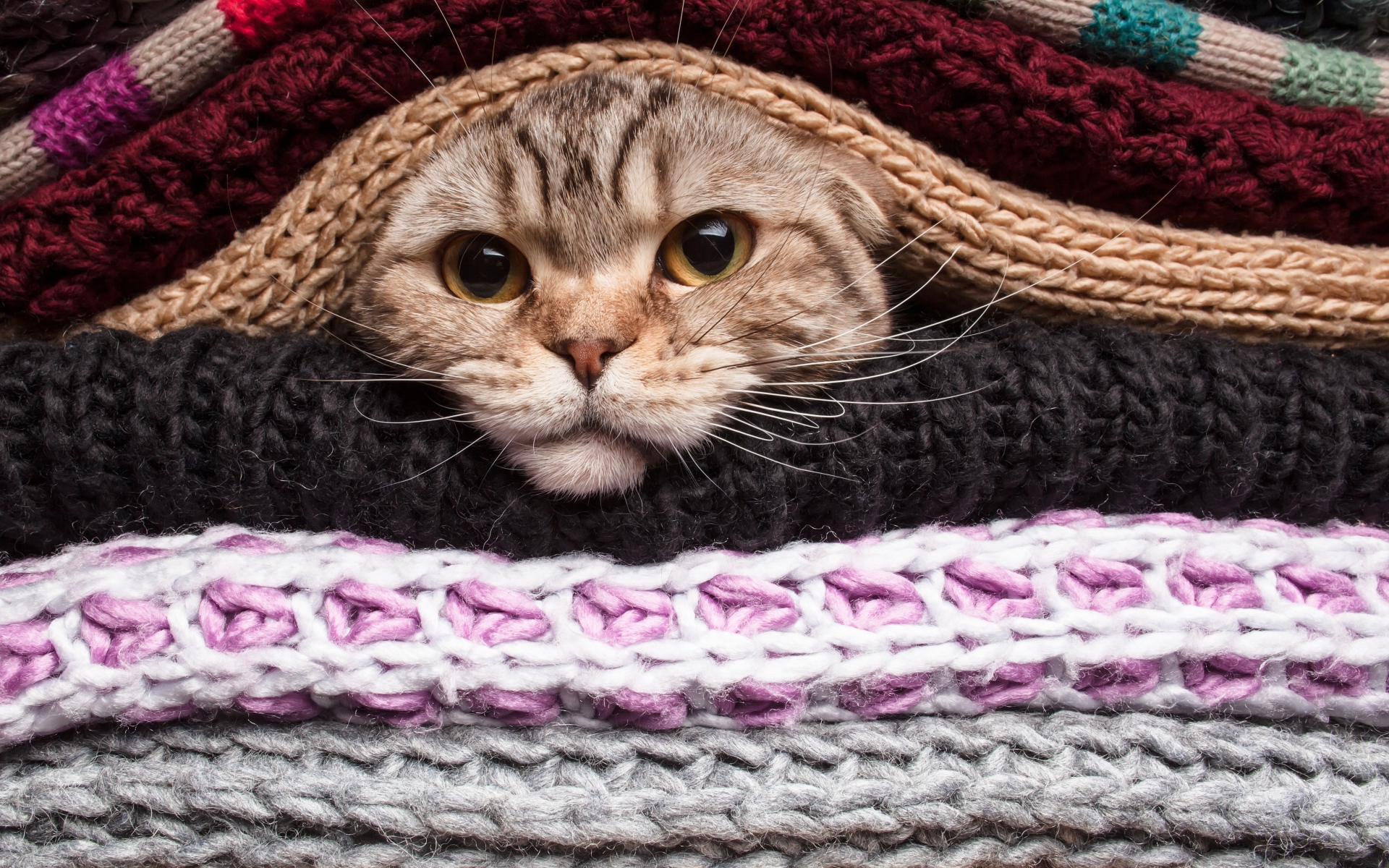 Серый кот согревается в одеялах 