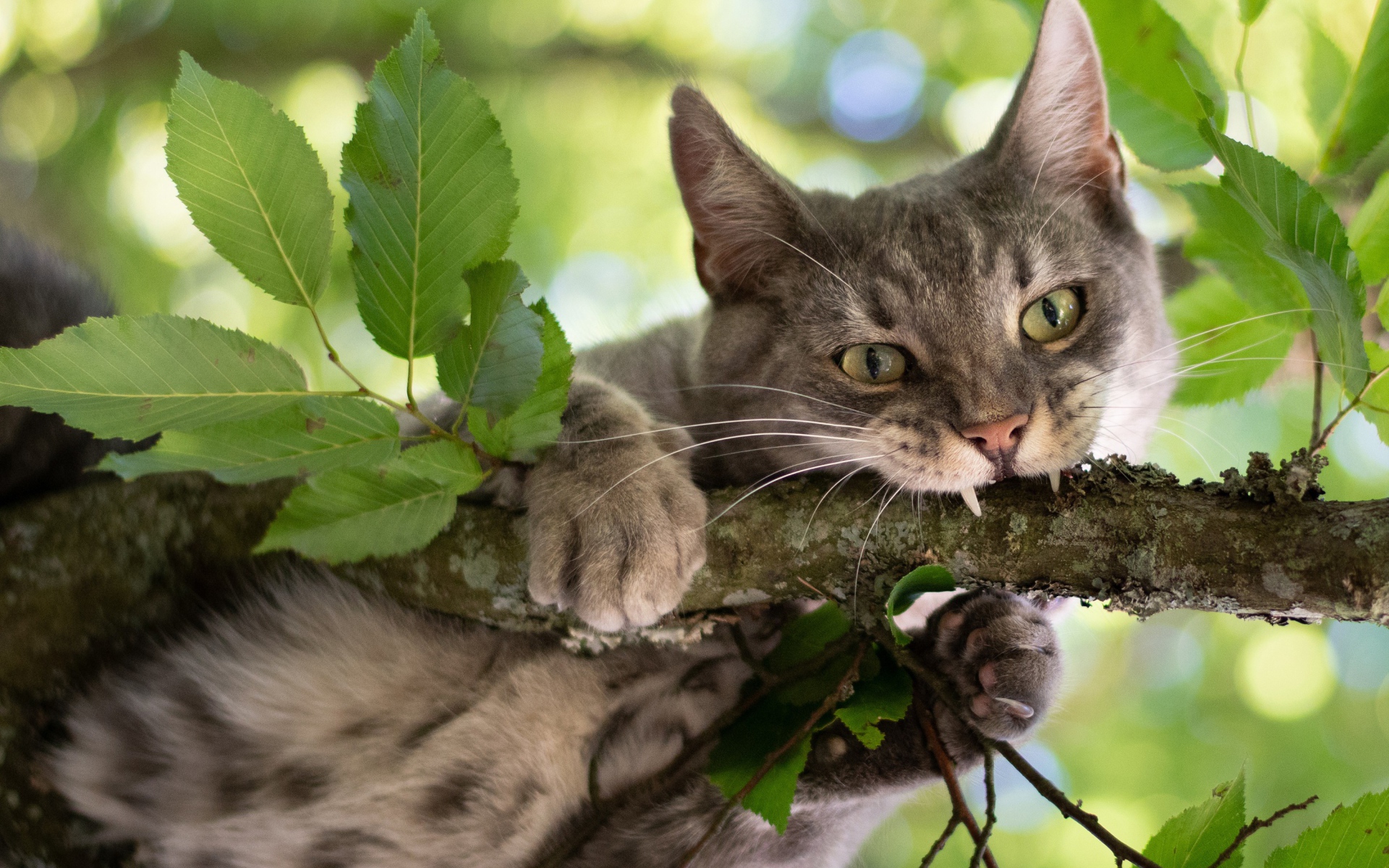 Серый кот грызет ветку 
