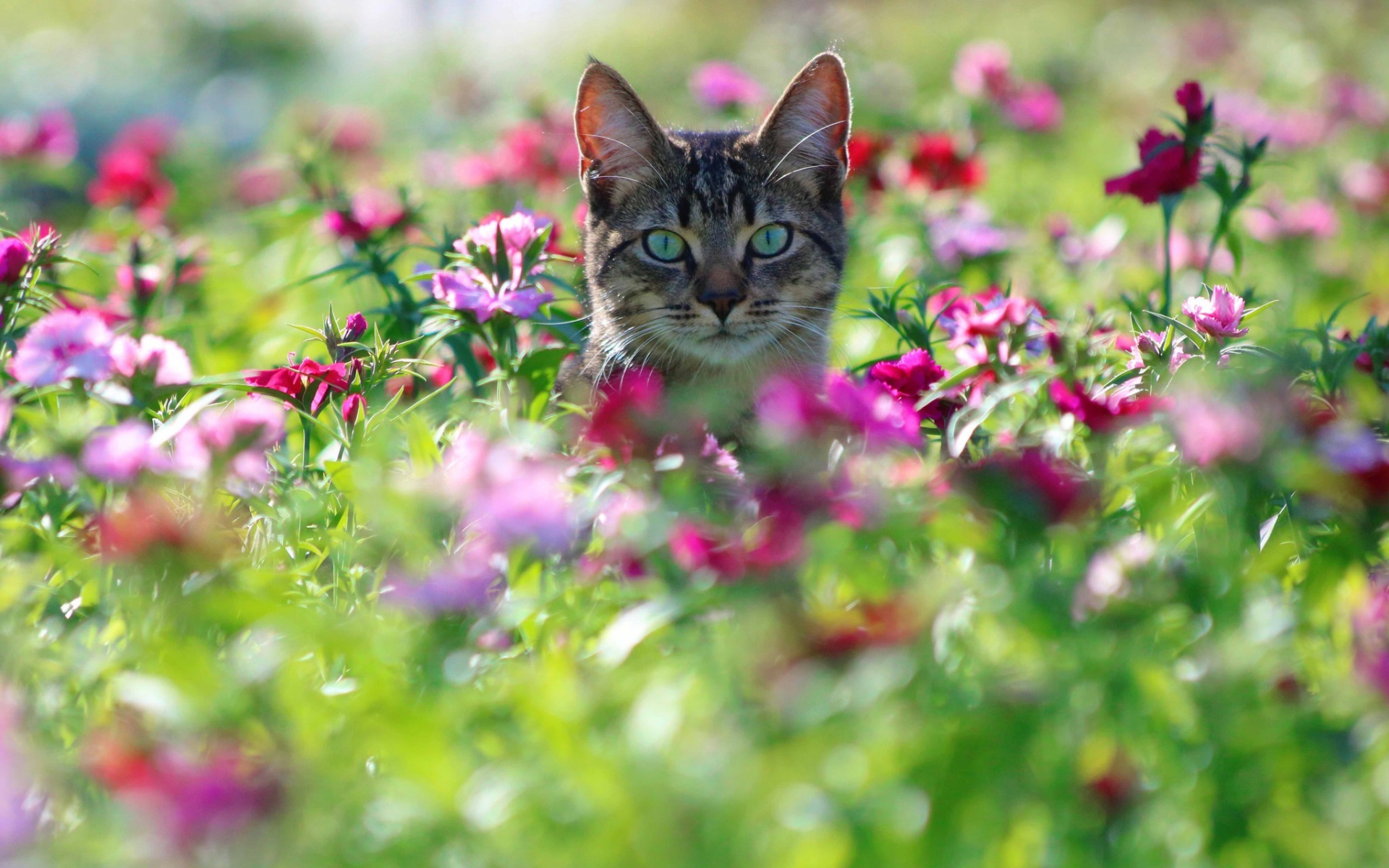 Серый кот с зелеными глазами сидит в цветах 