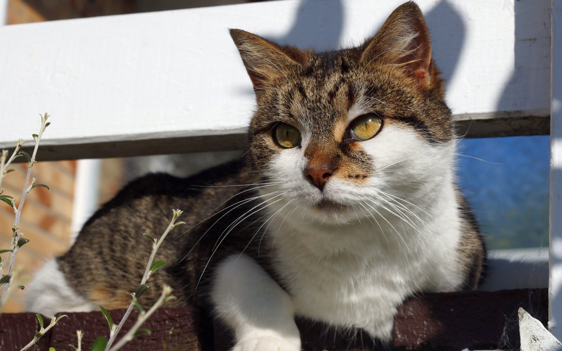 Серый кот с белым лежит на ступенях
