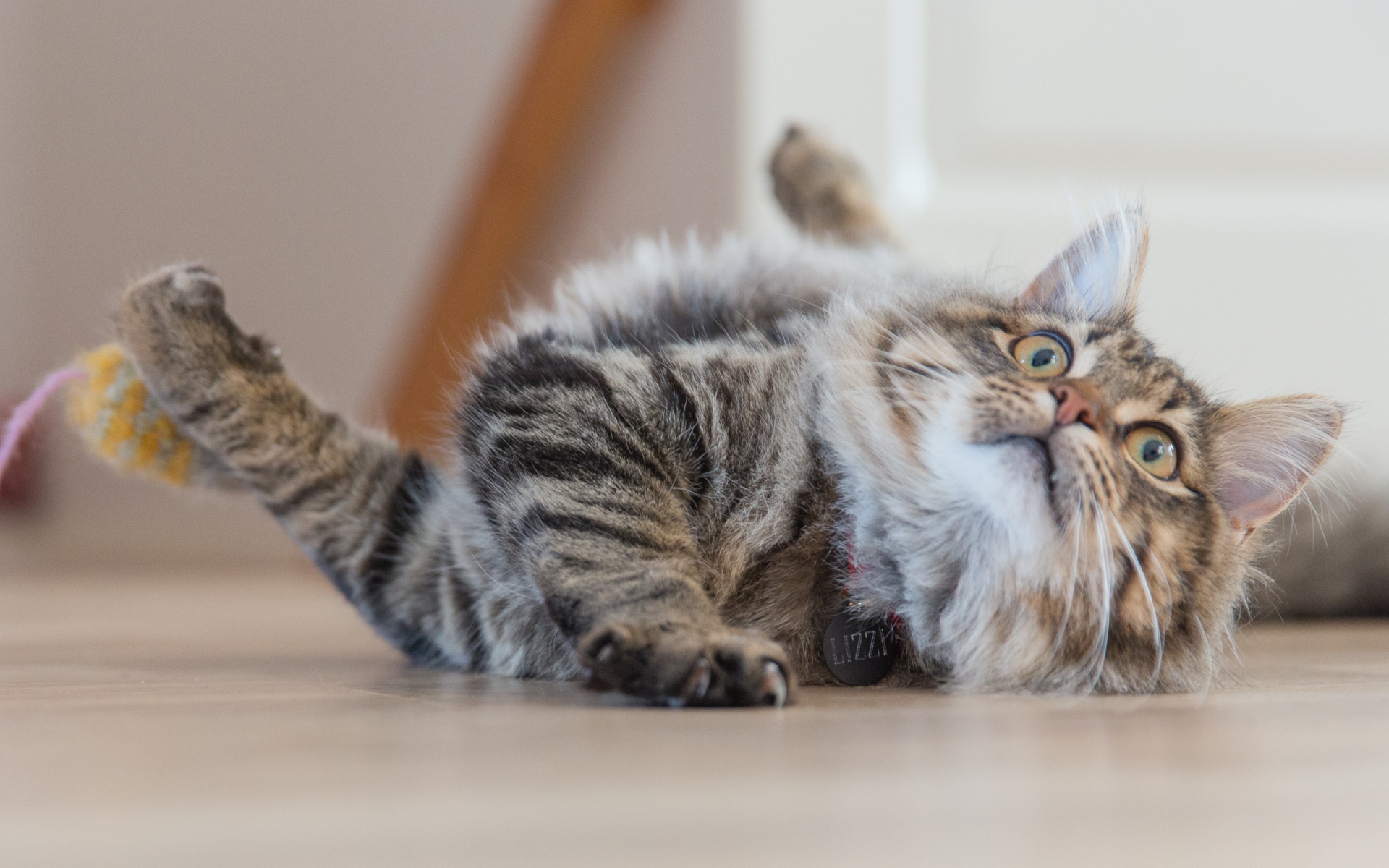 Серая пушистая кошка играет на полу