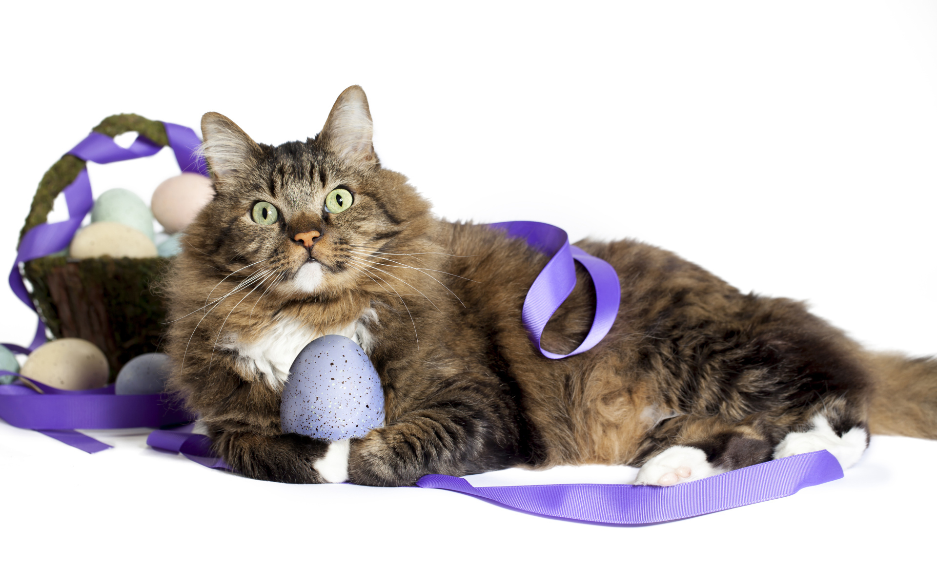 Серый пушистый кот с пасхальными яйцами на белом фоне