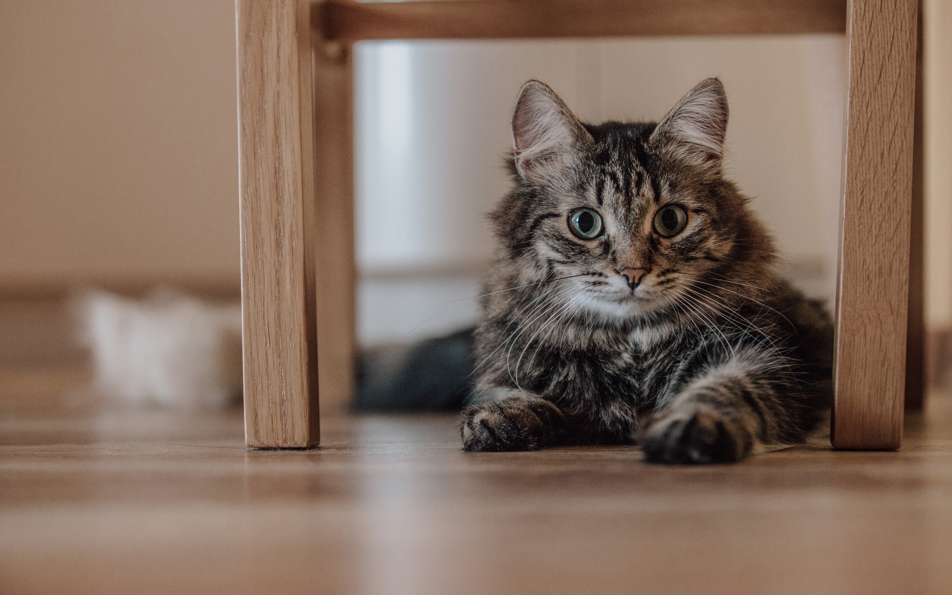 Серый пушистый кот с зелеными глазами лежит под лавкой 