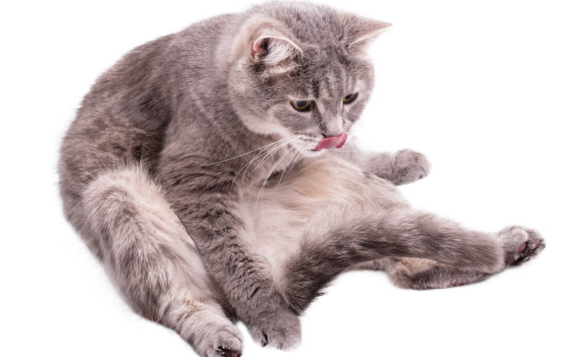 Серый породистый на белом фоне