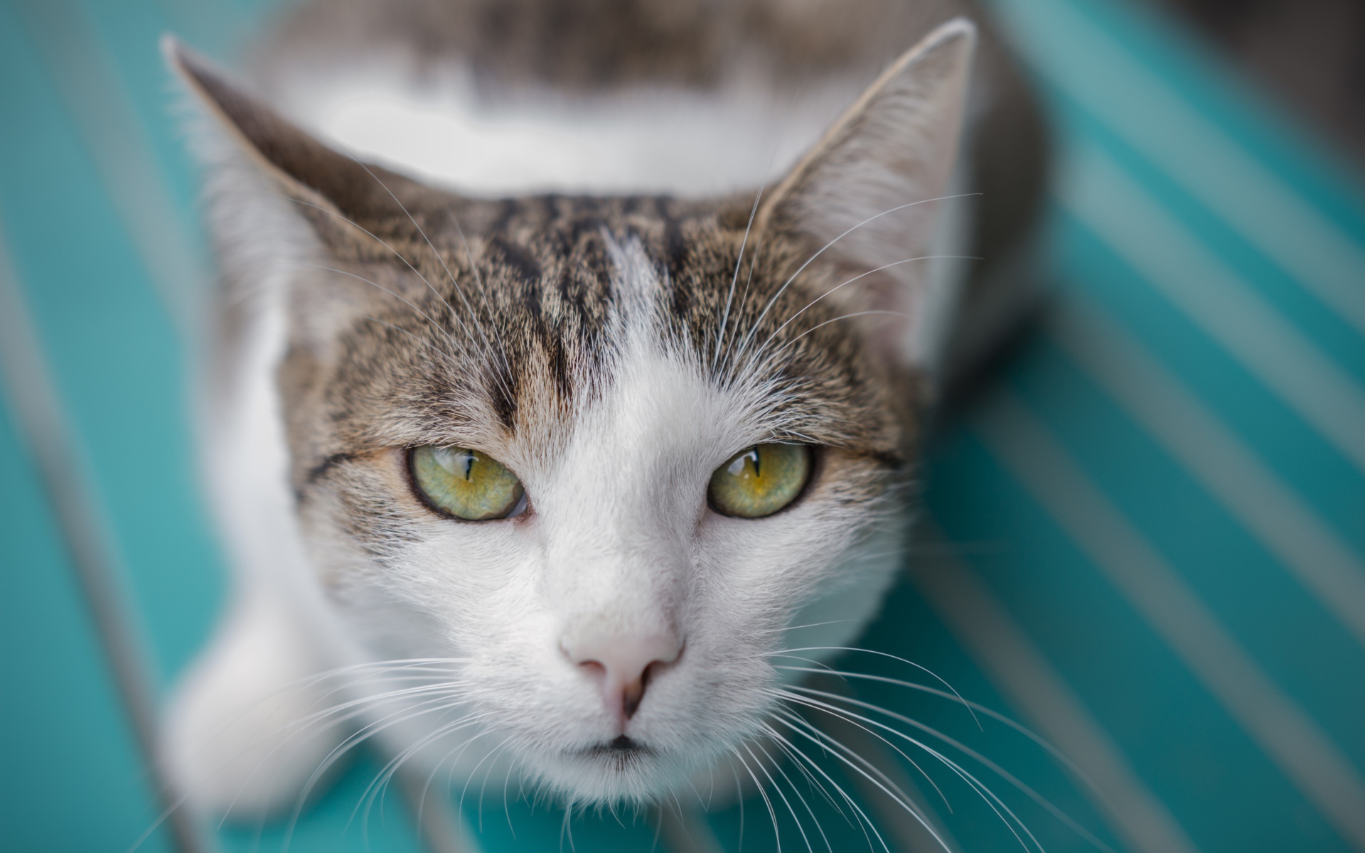 Серый с белым кот морда крупным планом