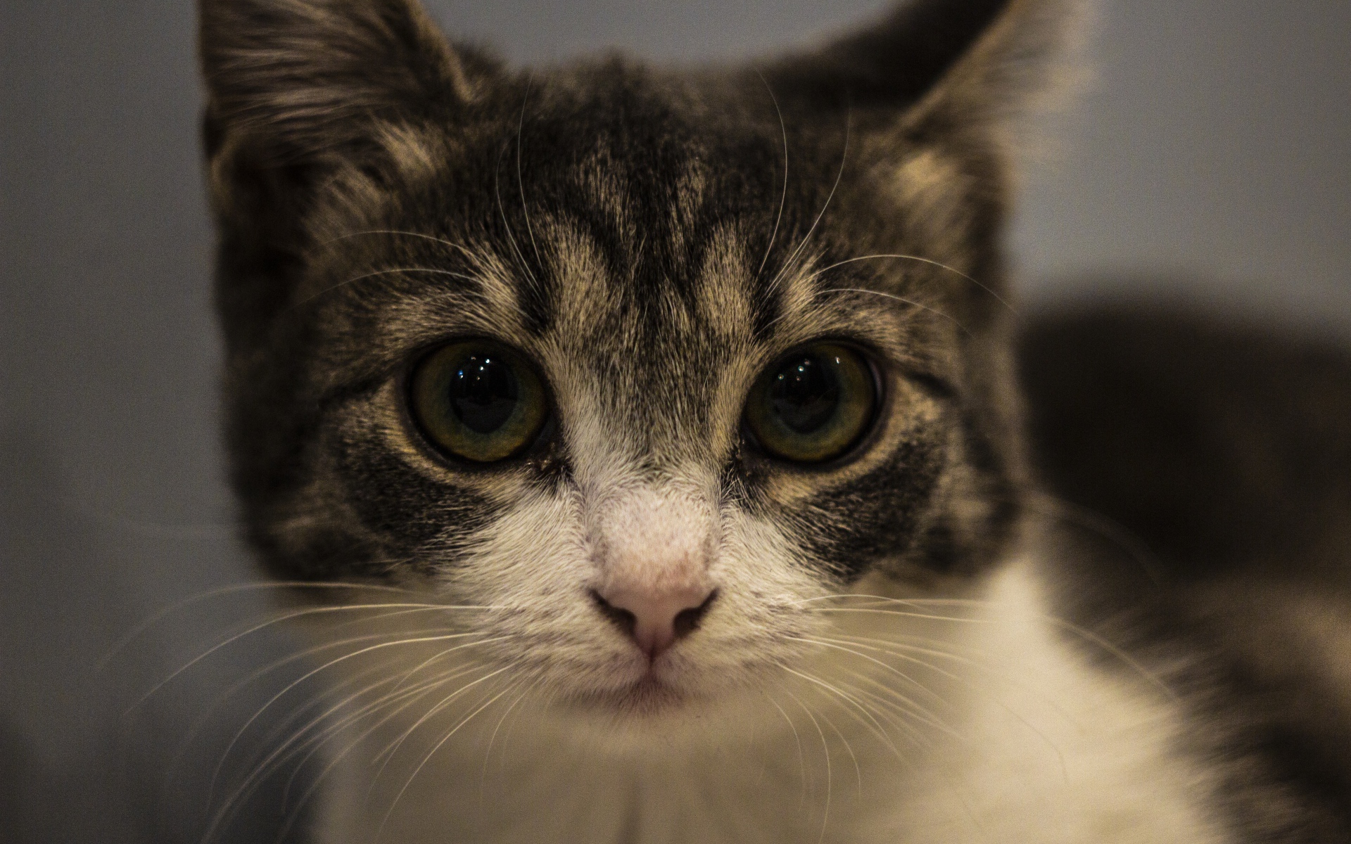 Домашний серый с белым котенок крупным планом