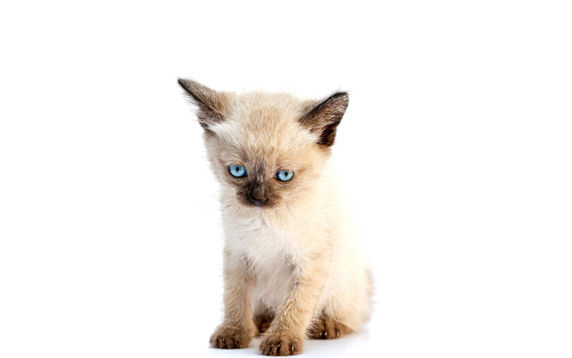 Маленький голубоглазый сиамский котенок на белом фоне