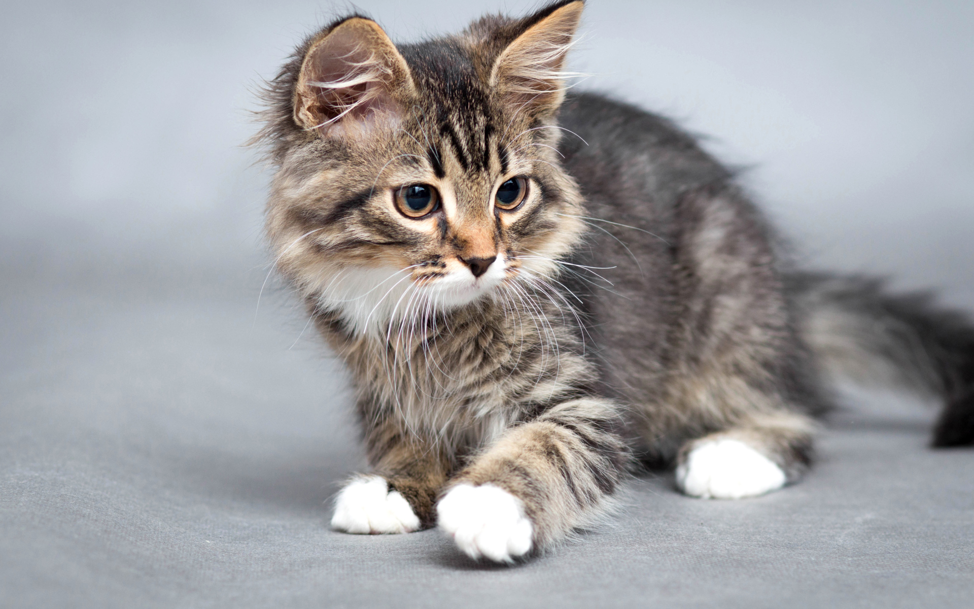 Маленький забавный серый котенок 