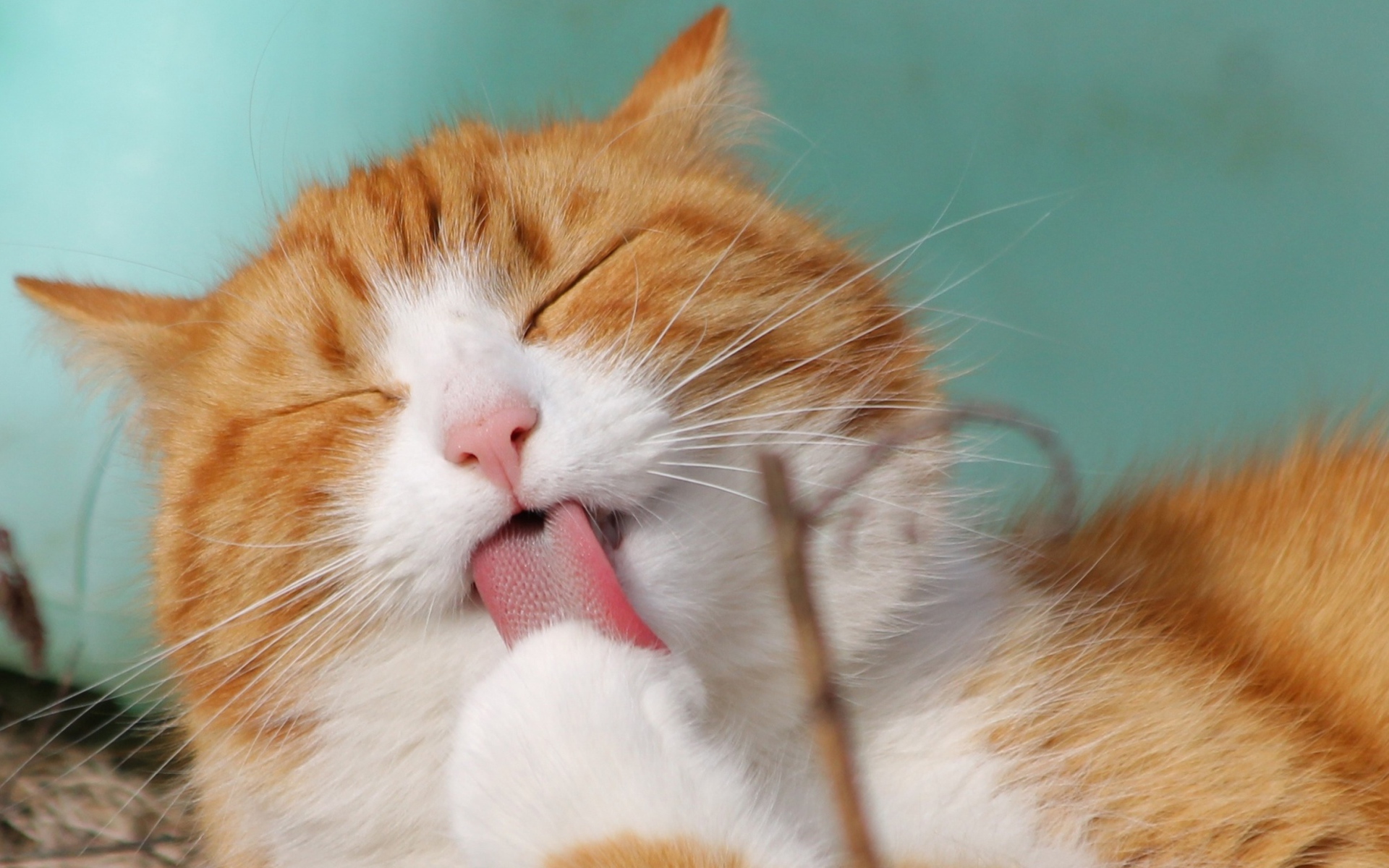 Рыжий с белым кот облизывает лапу