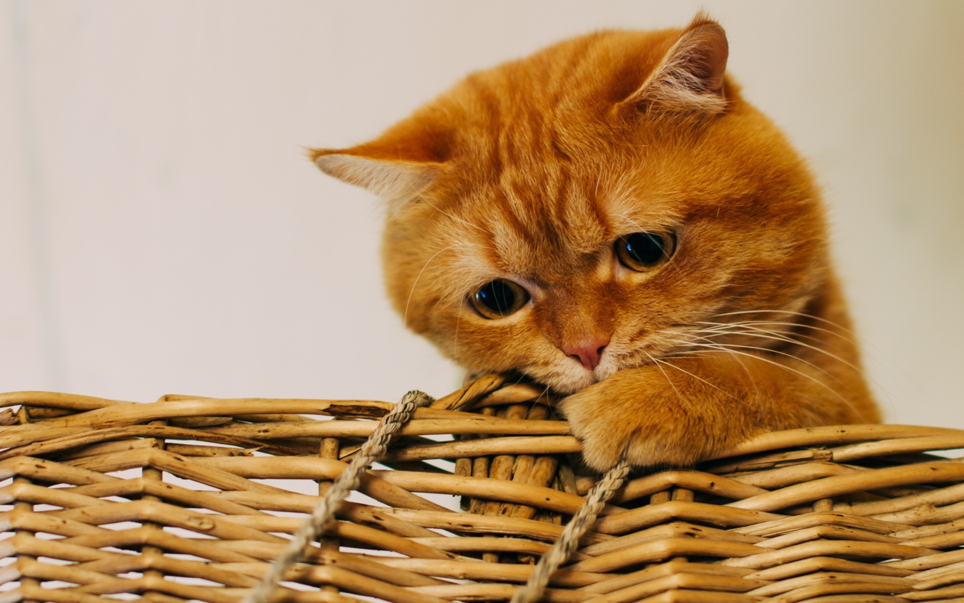 Рыжий забавный кот сидит в плетеной корзине