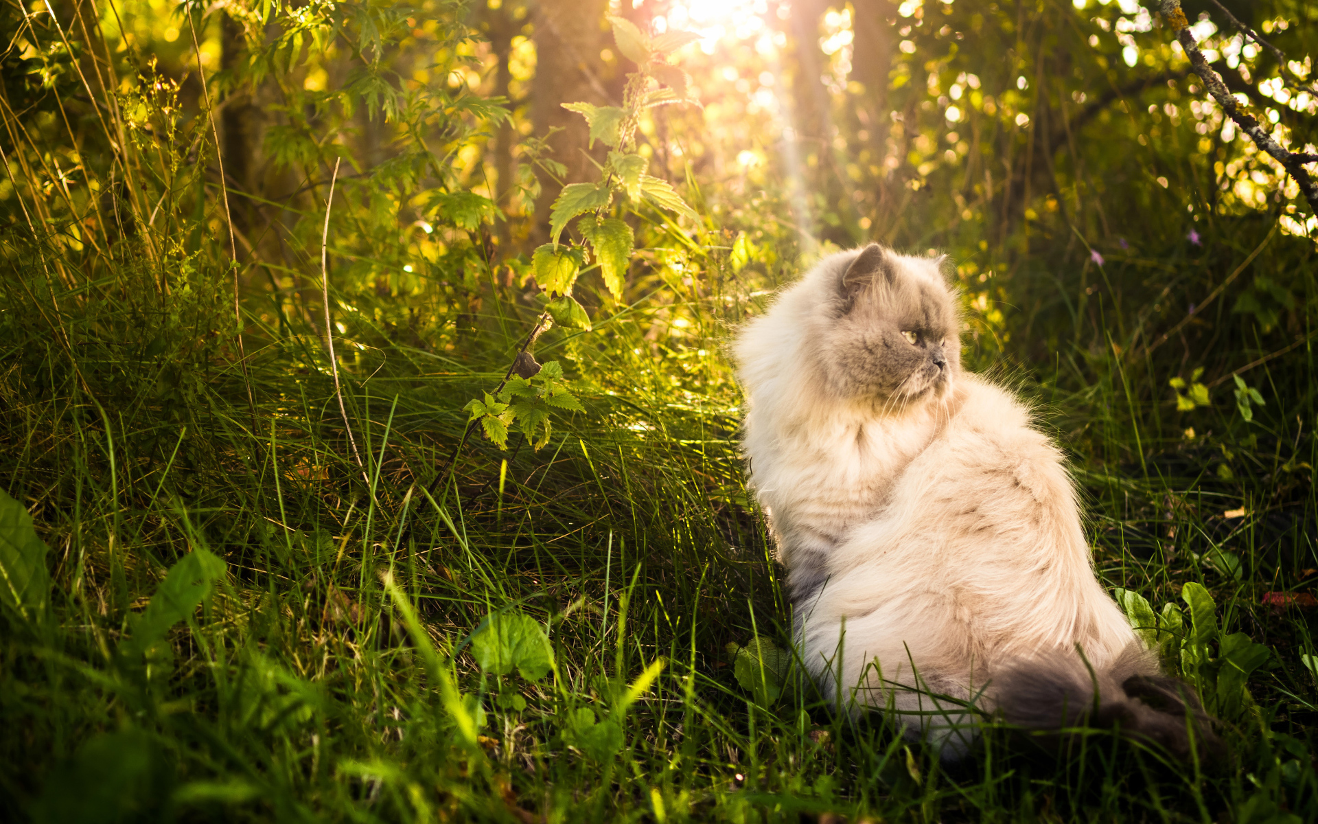 Серьезный кот греется на солнце в траве
